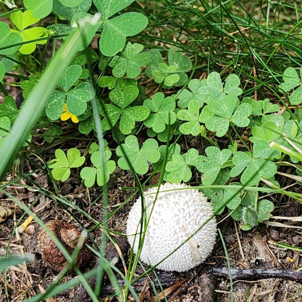 Tiny puff ball mushroom with spiny stucco-like surface, next to an acorn and clover leaves.