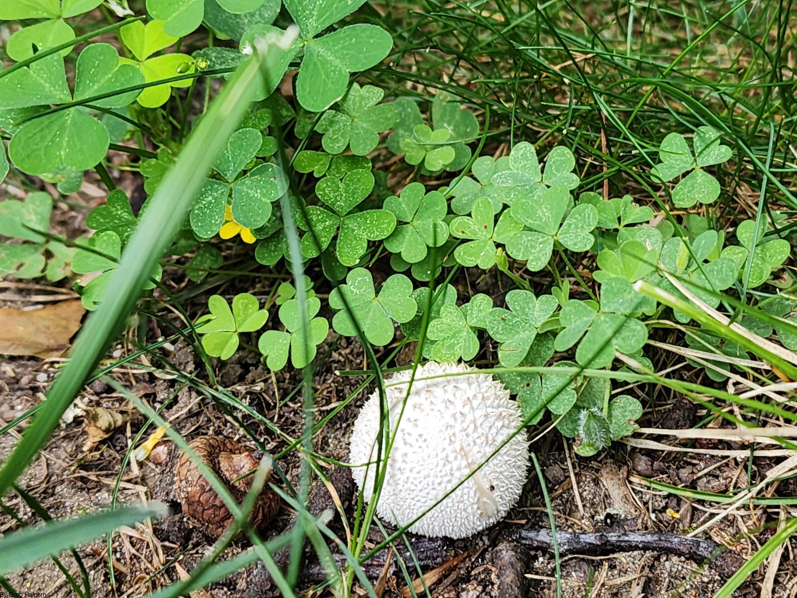 Tiny puff ball mushroom with spiny stucco-like surface, next to an acorn and clover leaves.