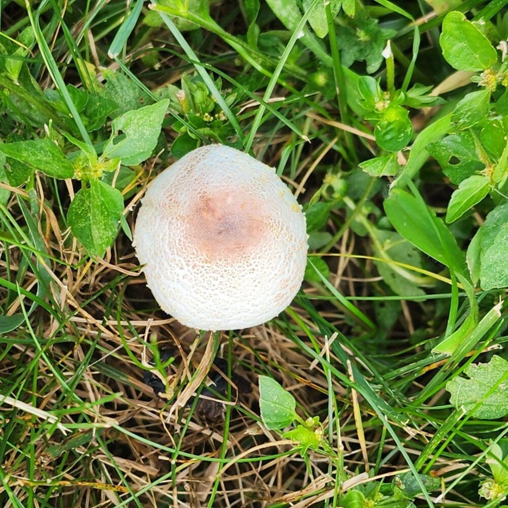 White puff ball mushroom with cracked texture and pink-orange bumps, surrounded by grass and tiny green leaves.