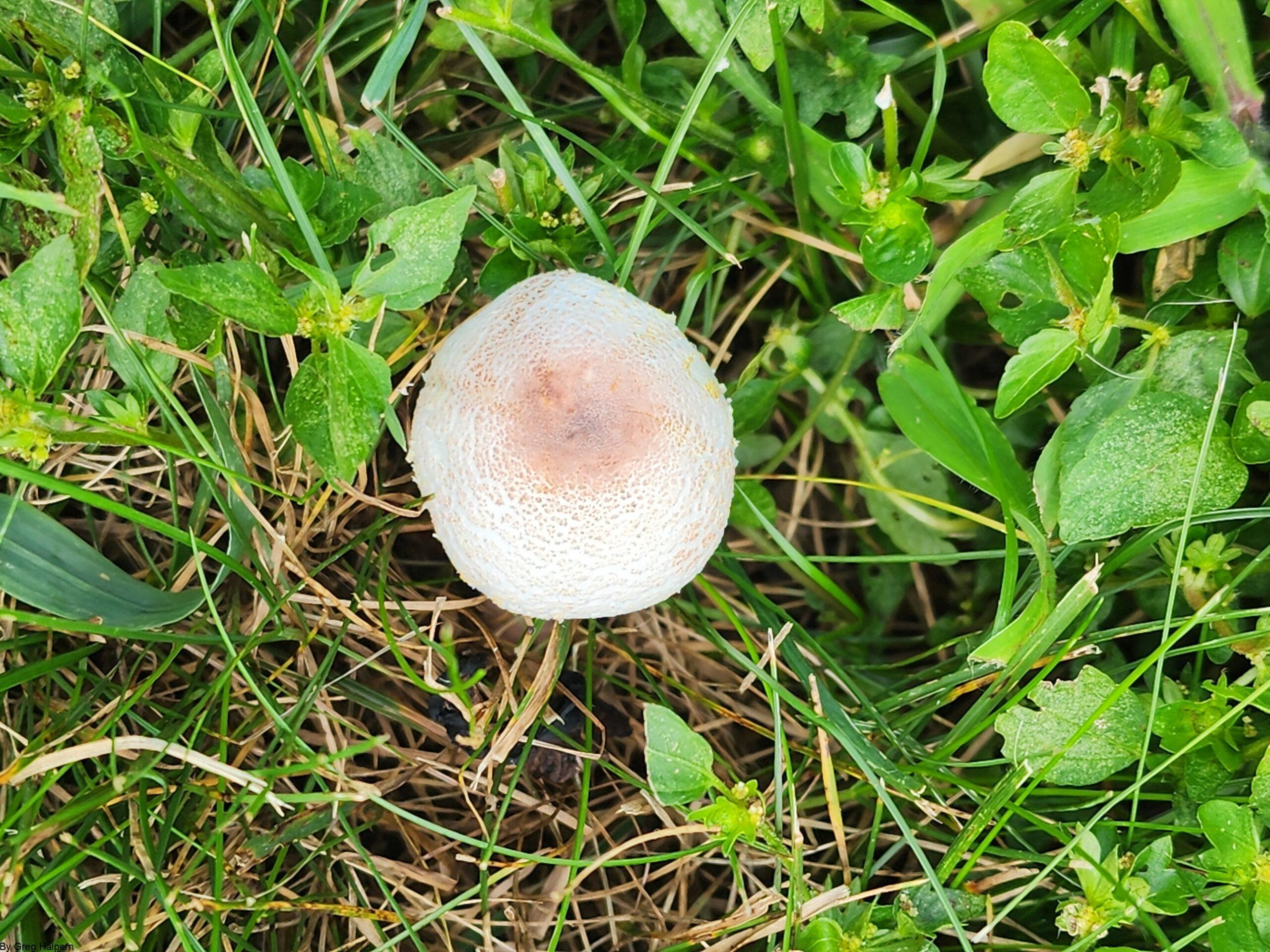 White puff ball mushroom with cracked texture and pink-orange bumps, surrounded by grass and tiny green leaves.