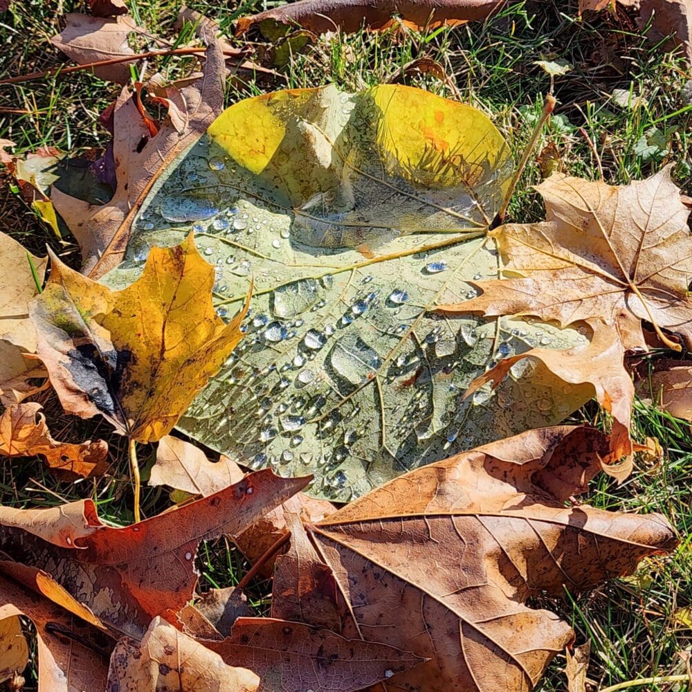 Circular nest of autumn foliage surrounding a green leaf with droplets.