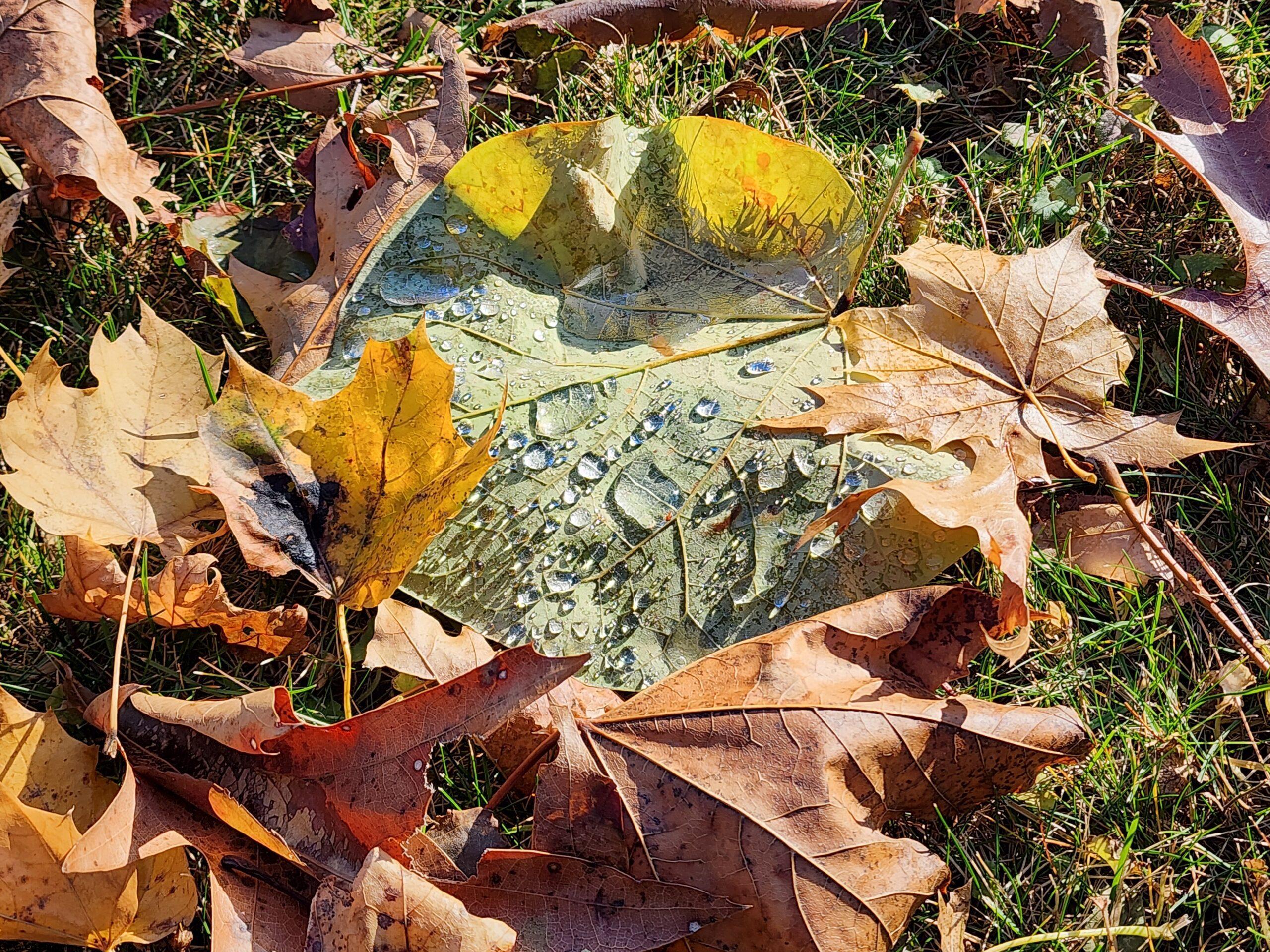 Circular nest of autumn foliage surrounding a green leaf with droplets.