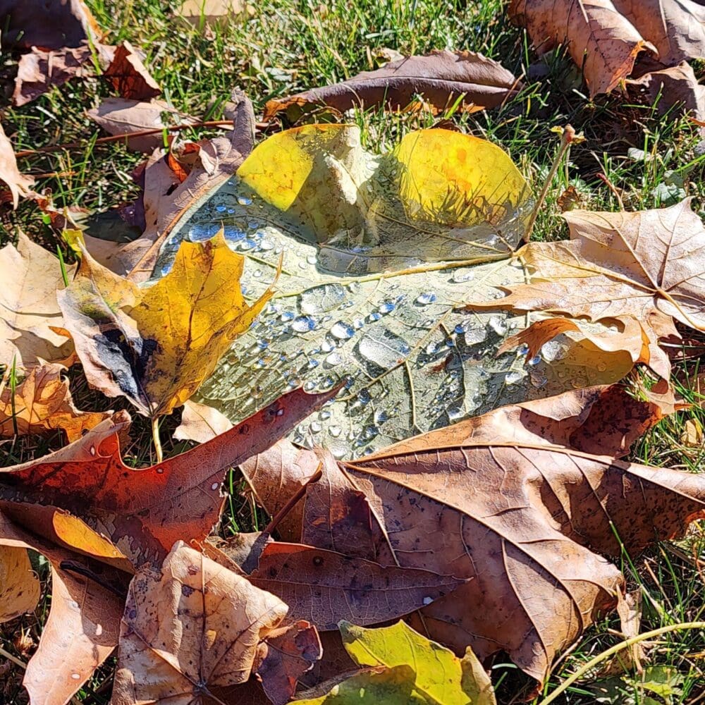 Green leaf with droplets nestled among autumn foliage, creating a nest-like composition.
