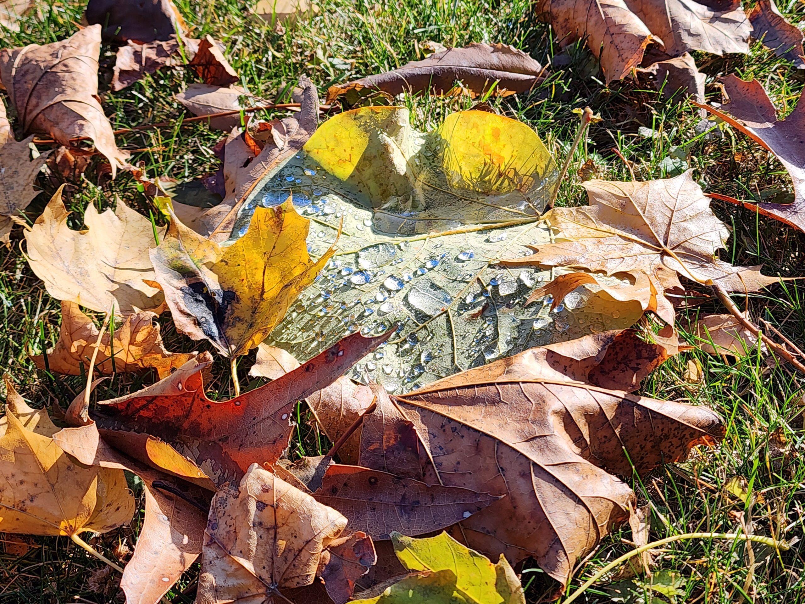Green leaf with droplets nestled among autumn foliage, creating a nest-like composition.