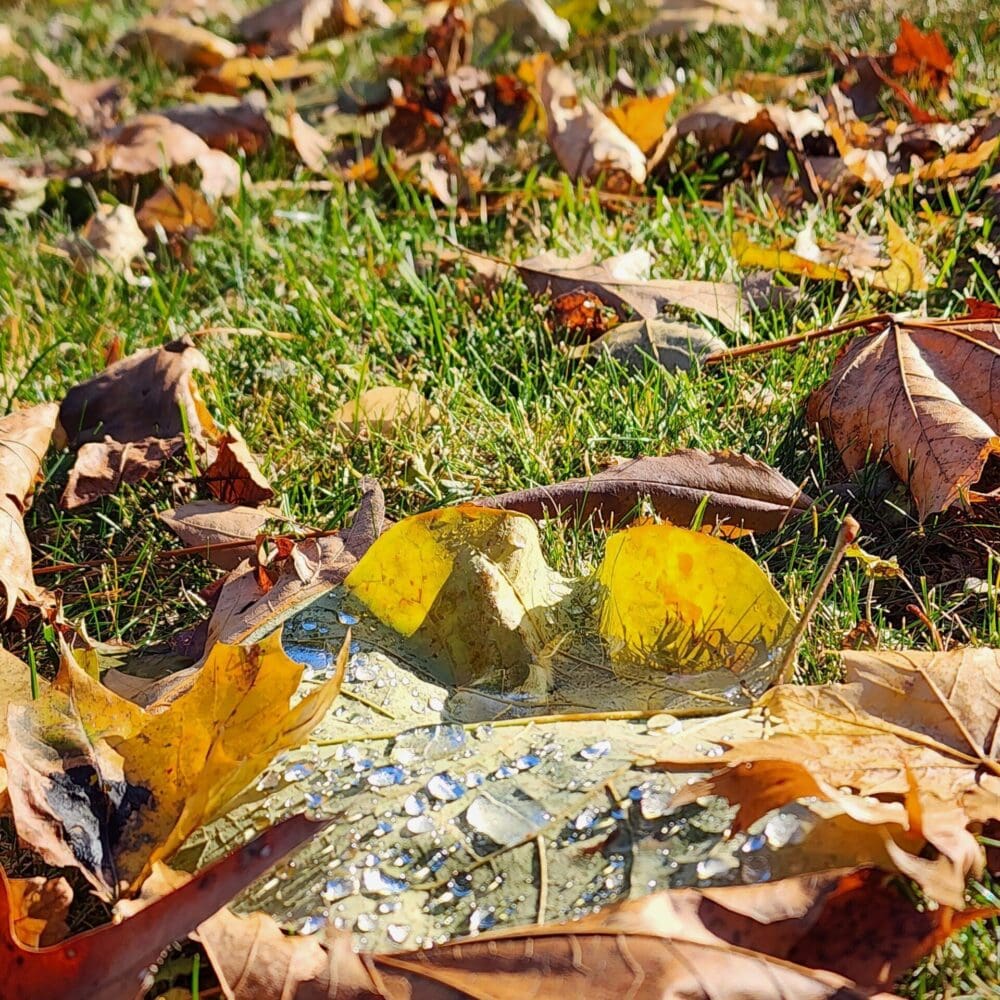 Scattering of autumn leaves above, green leaf with droplets at bottom of frame.