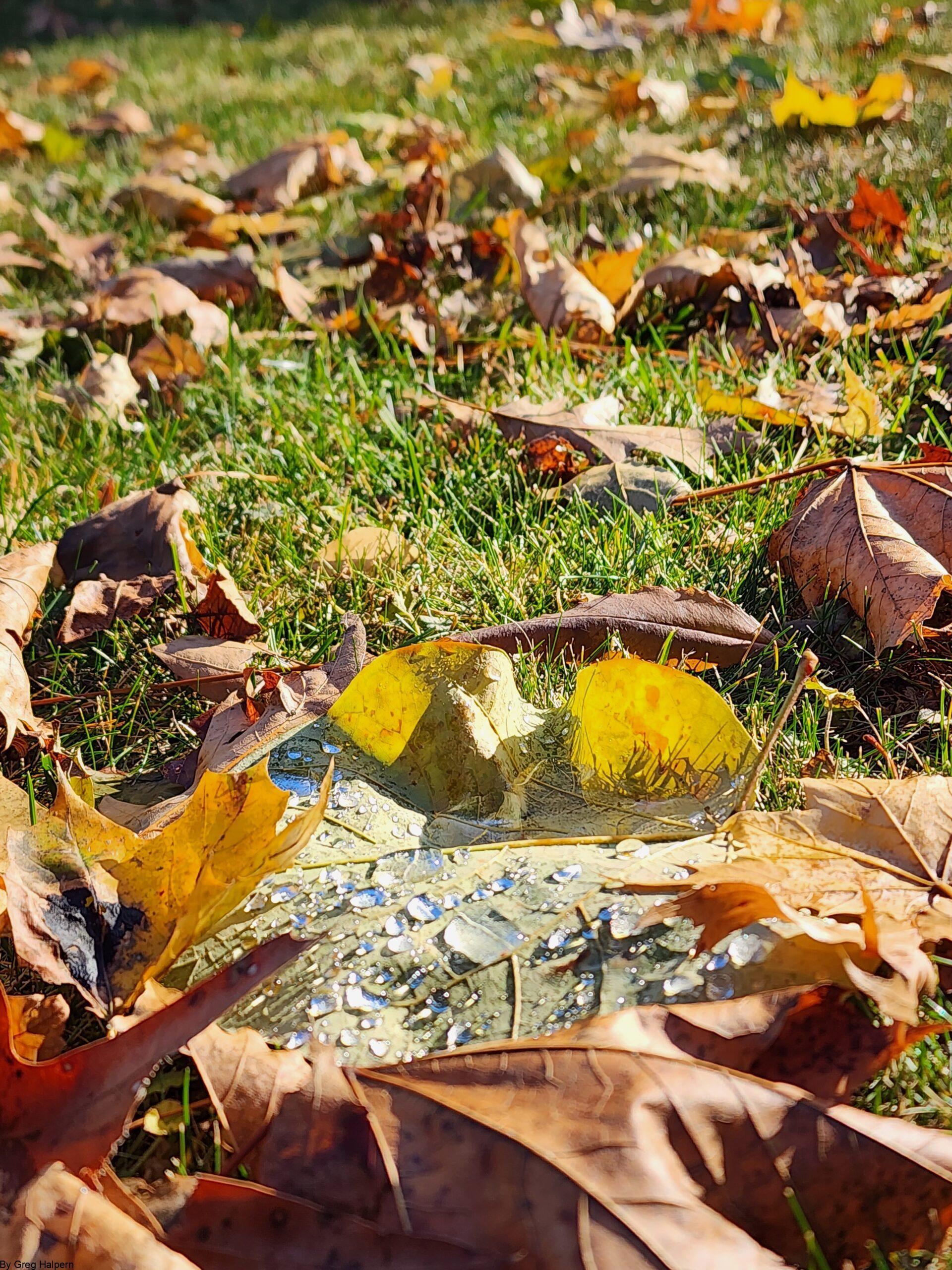 Scattering of autumn leaves above, green leaf with droplets at bottom of frame.