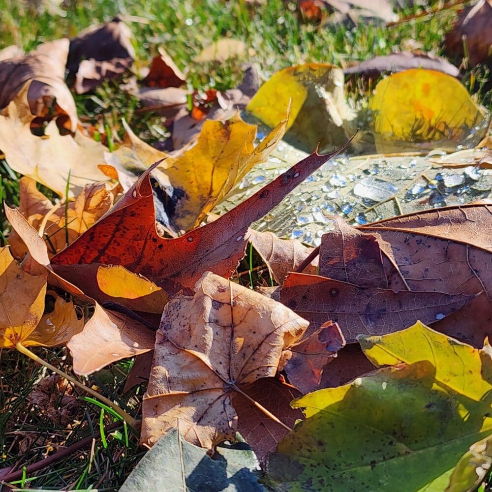 Jumble of gold, red, and oak leaves with a slice of green leaf and droplets.