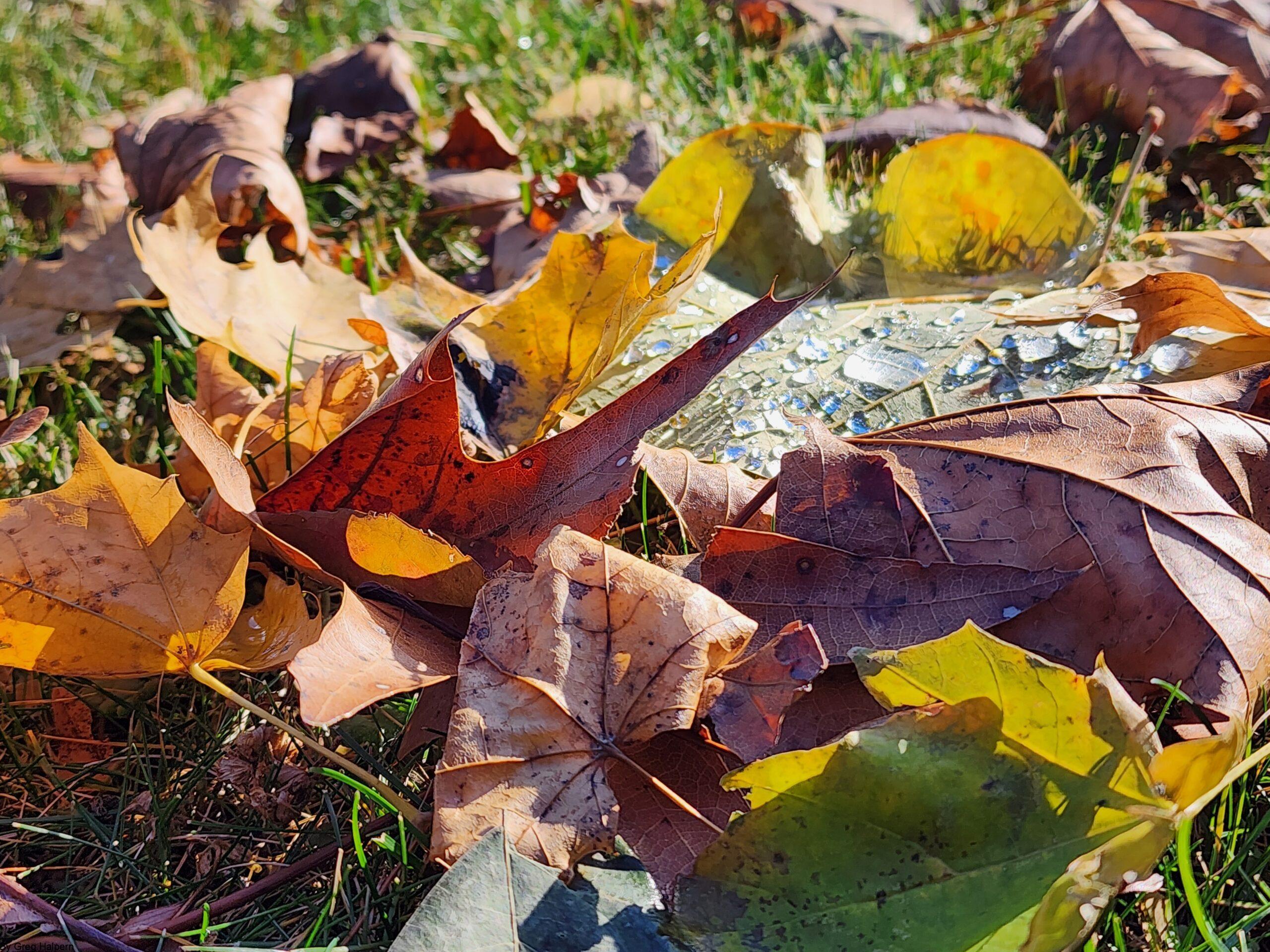 Jumble of gold, red, and oak leaves with a slice of green leaf and droplets.