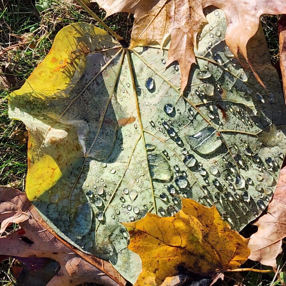 Green leaf with dew drops nestled among fall foliage, droplets sparkling.
