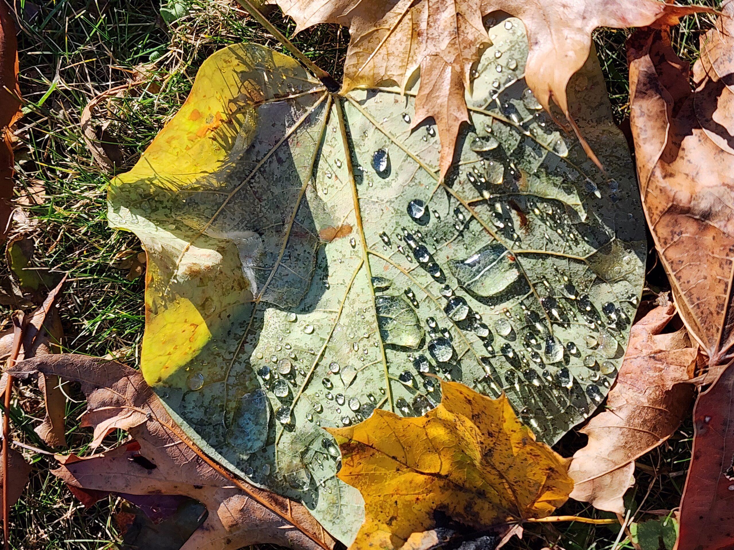 Green leaf with dew drops nestled among fall foliage, droplets sparkling.