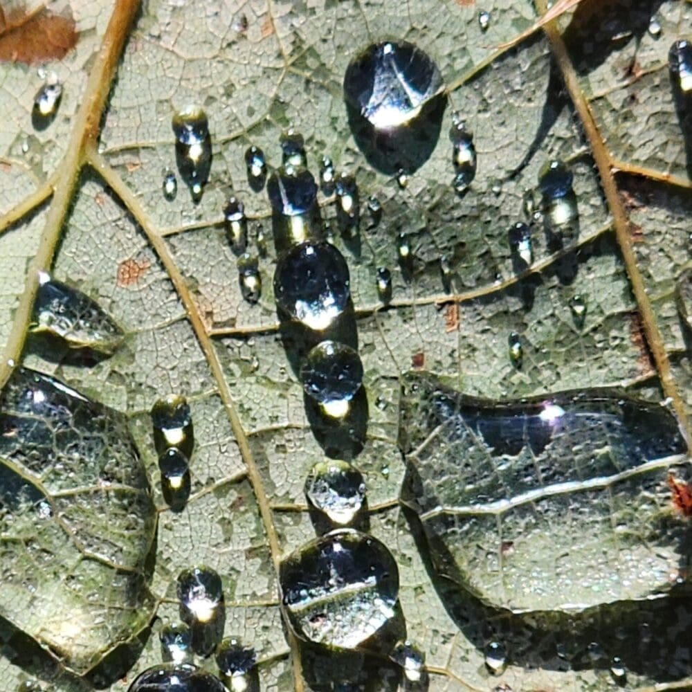 Green leaf with dew drops, minimal oak leaf, sunlight creating gradients of green to white.