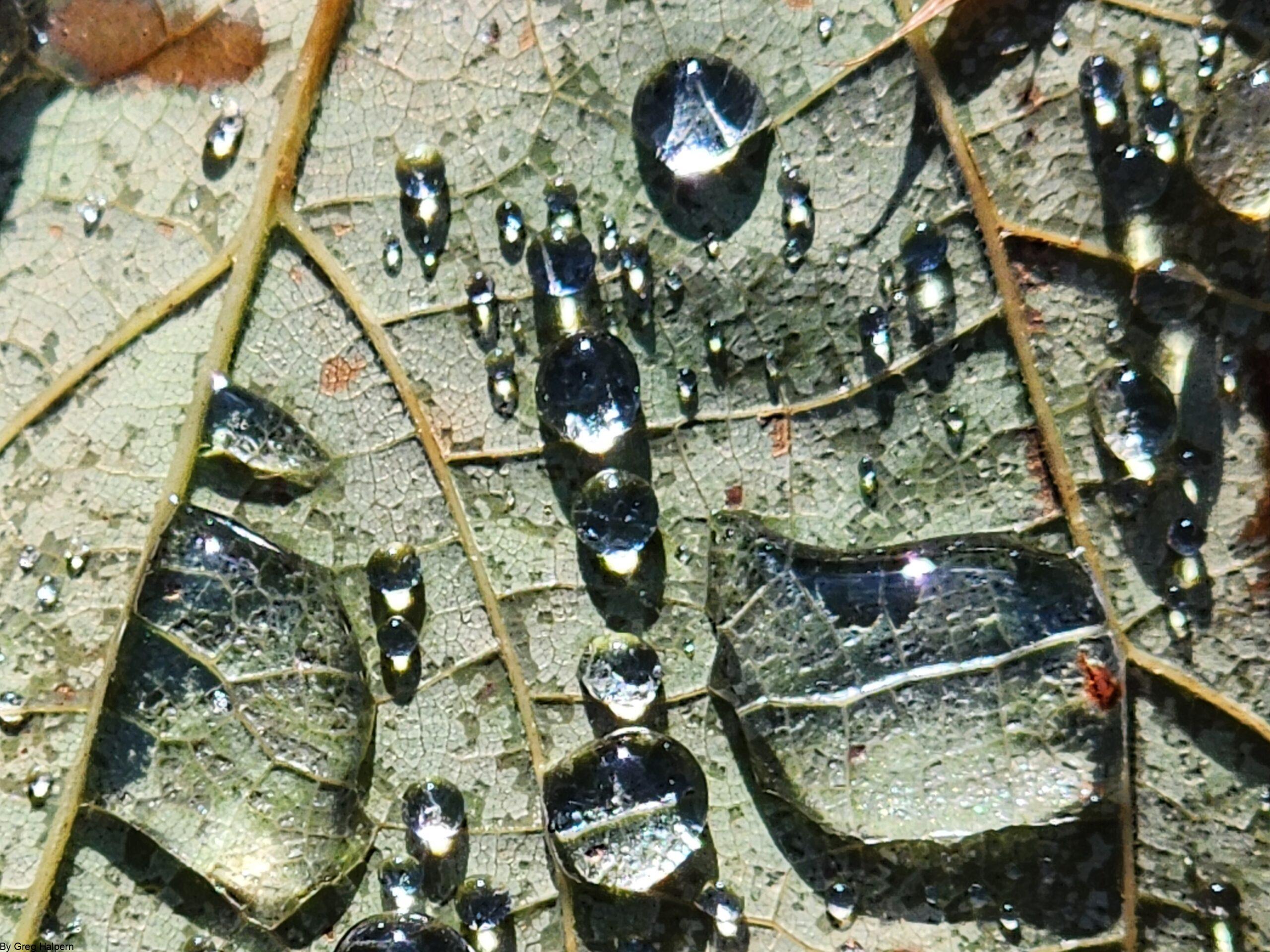Green leaf with dew drops, minimal oak leaf, sunlight creating gradients of green to white.