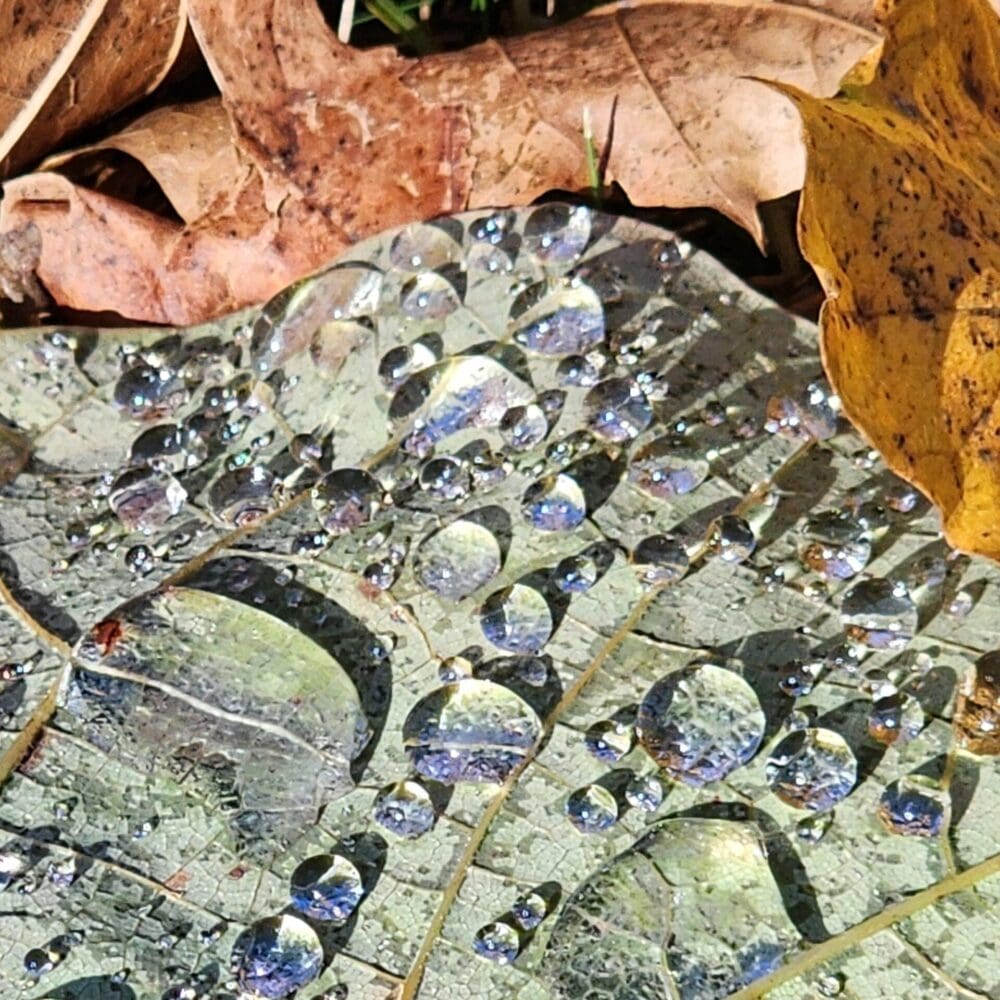 Green leaf with droplets leading like a wedge into a brown oak leaf.
