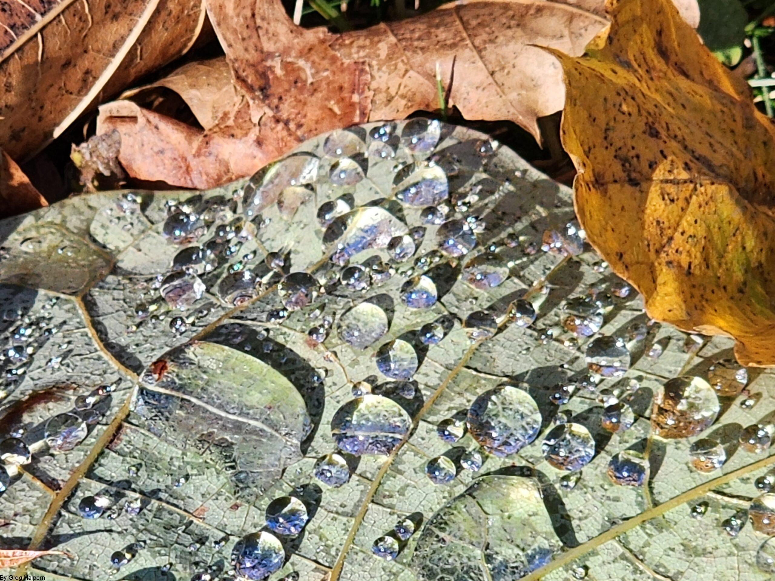 Green leaf with droplets leading like a wedge into a brown oak leaf.