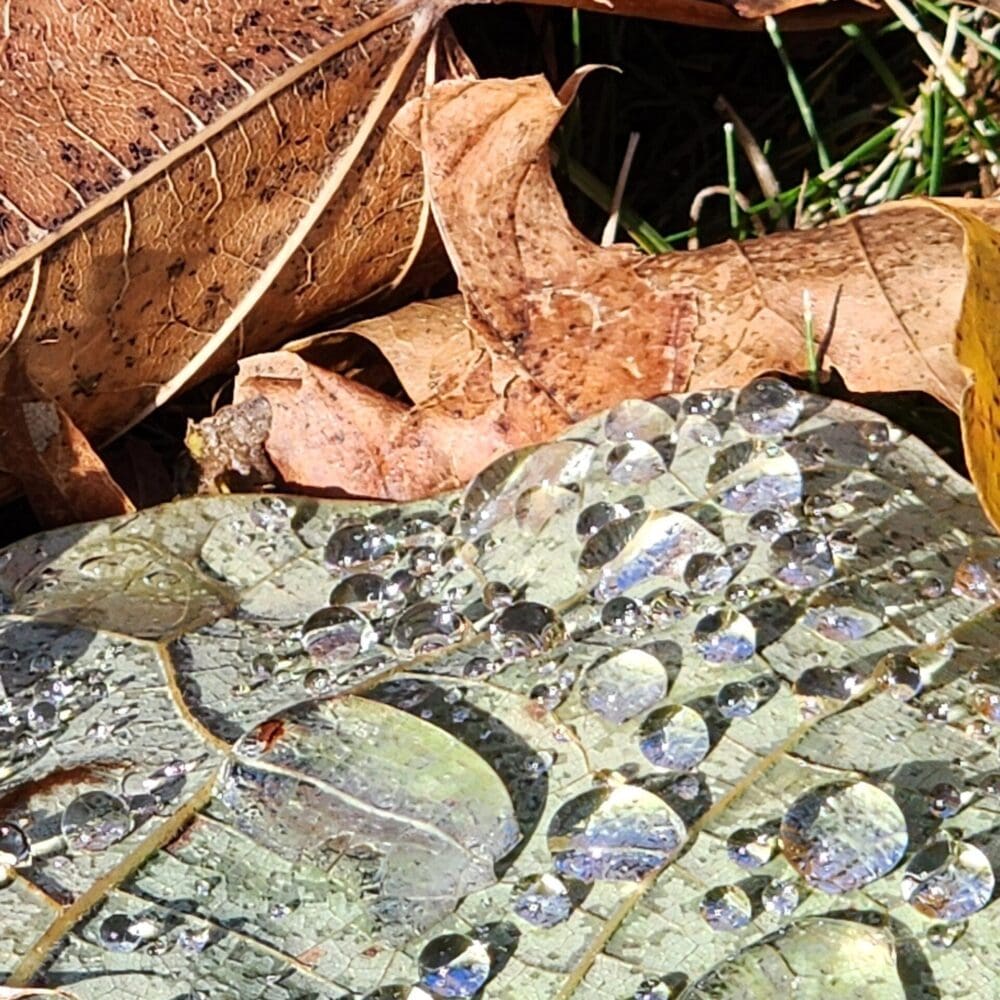Half green leaf with water droplets, half brown oak leaf, sunlight over droplets.