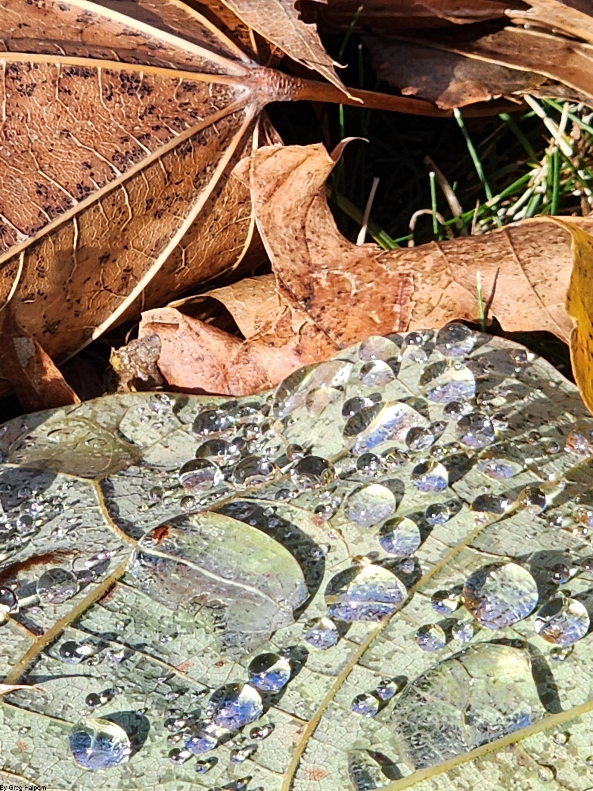 Half green leaf with water droplets, half brown oak leaf, sunlight over droplets.