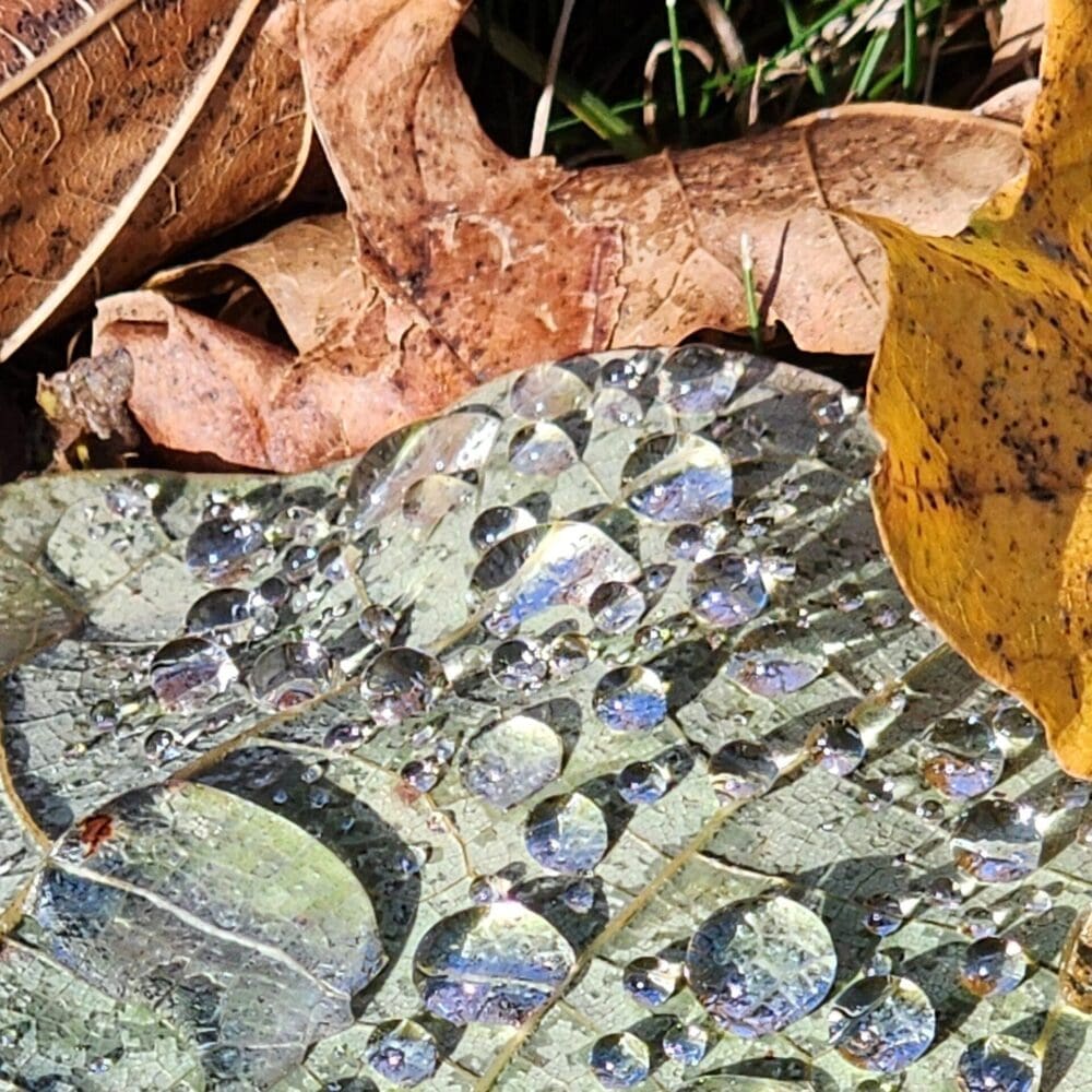 Green leaf with pooled water droplets cupped by a brown oak leaf beneath.