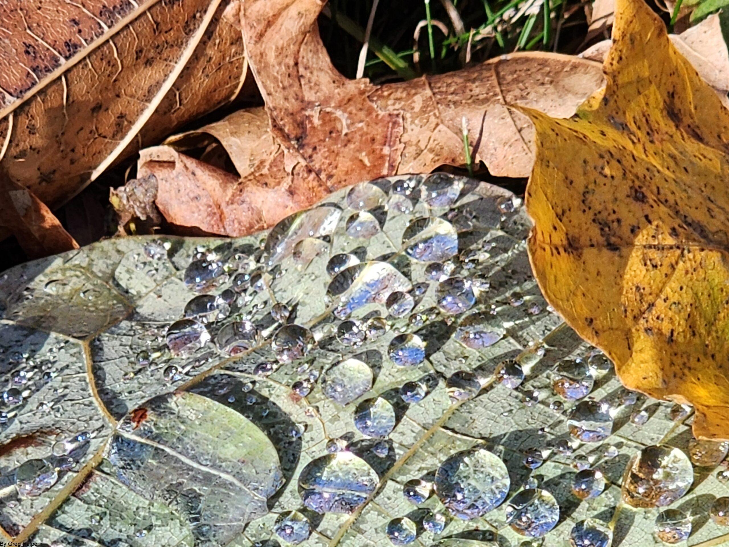 Green leaf with pooled water droplets cupped by a brown oak leaf beneath.