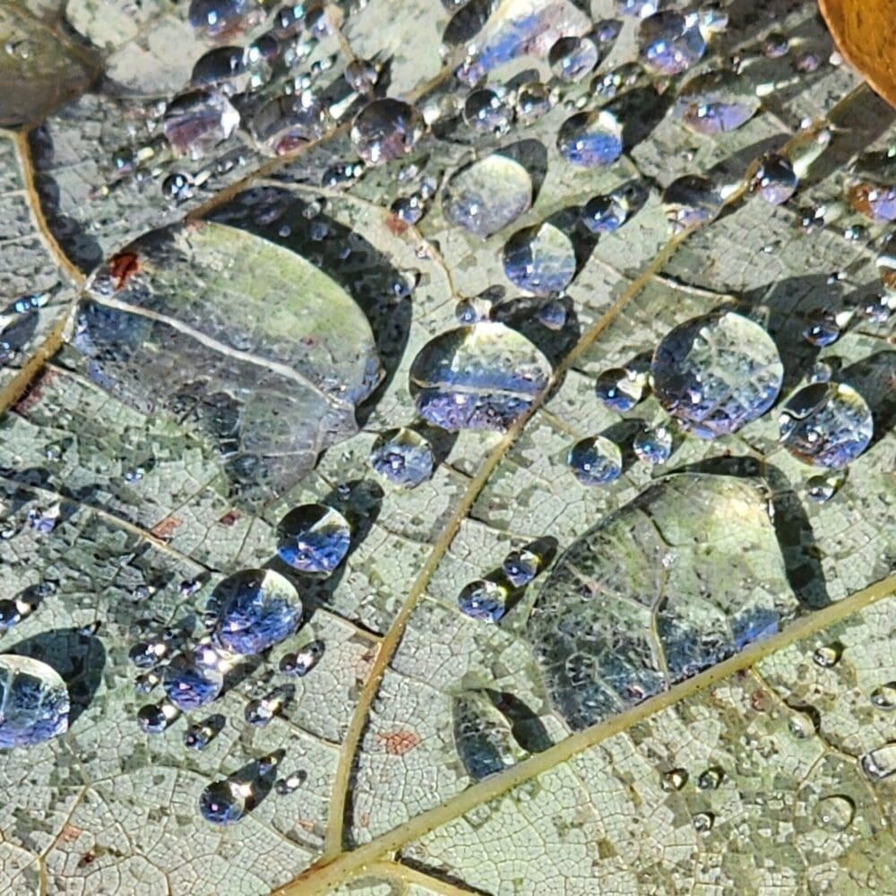 Magnified rain droplets of irregular size resting on a green leaf spine, with a hint of brown oak leaf.