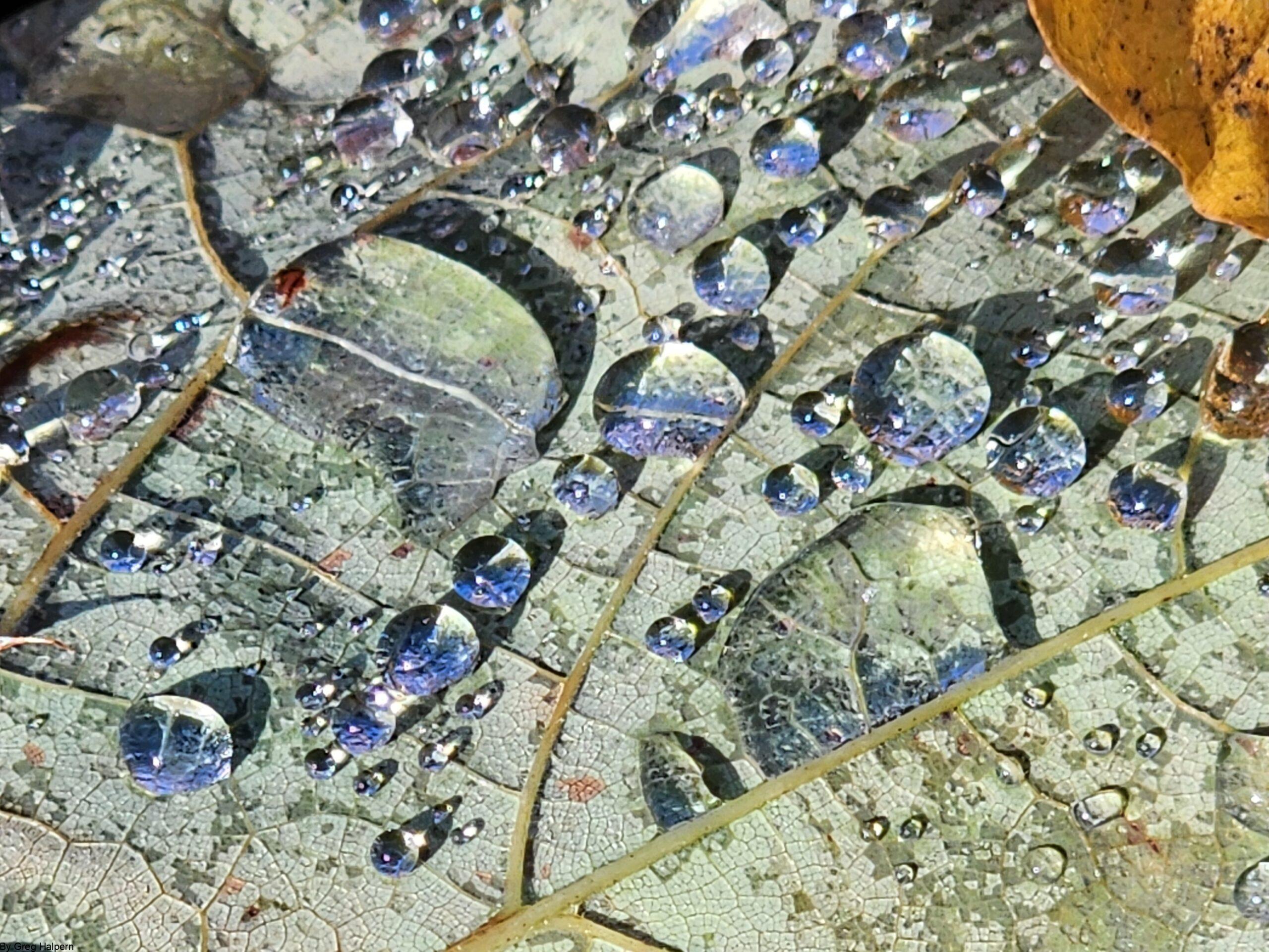 Magnified rain droplets of irregular size resting on a green leaf spine, with a hint of brown oak leaf.