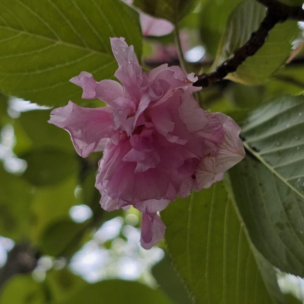 Rose of Sharon blossom hanging downward from a fan of green leaves, viewed from below with blurred background.
