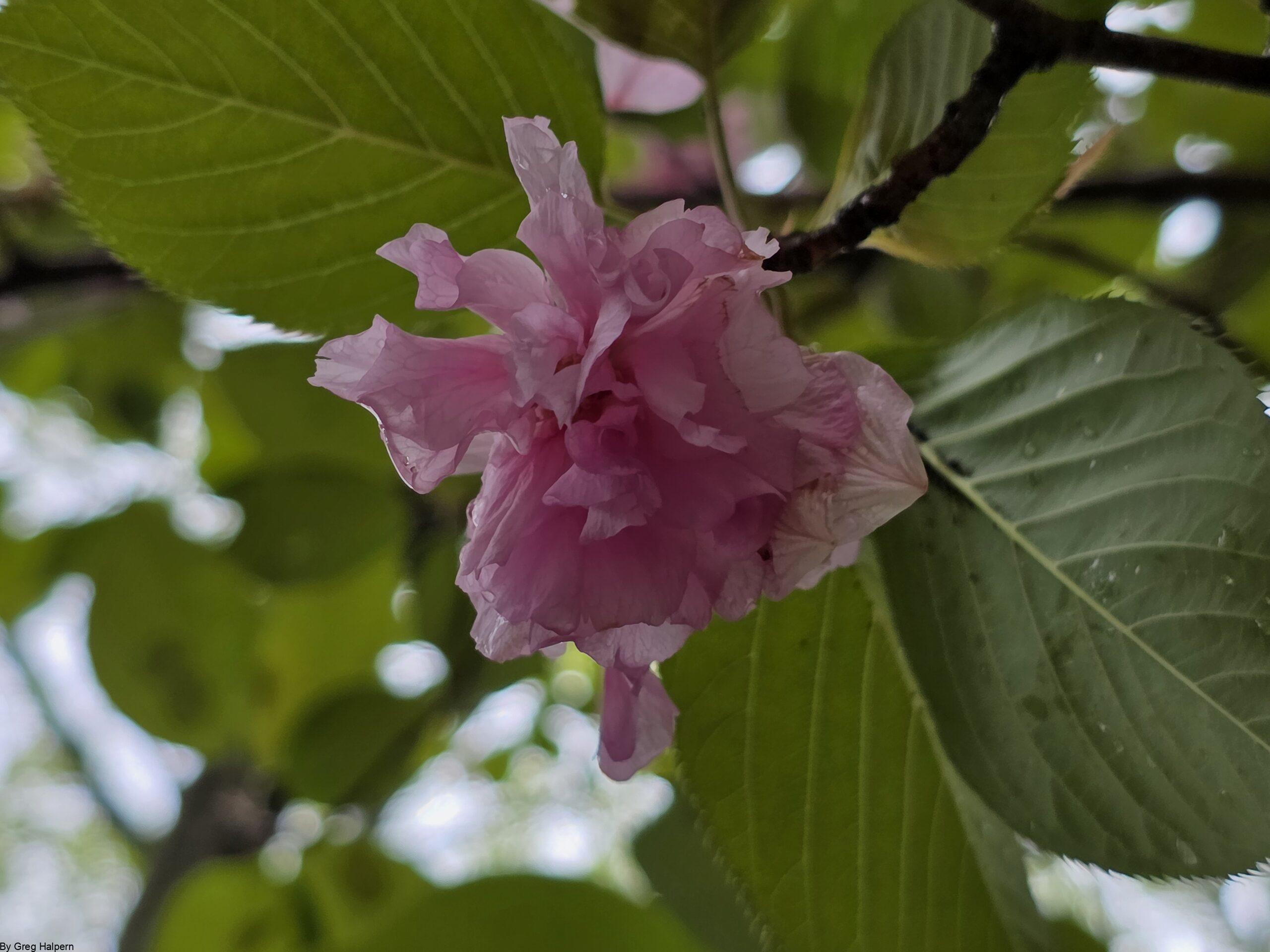 Rose of Sharon blossom hanging downward from a fan of green leaves, viewed from below with blurred background.