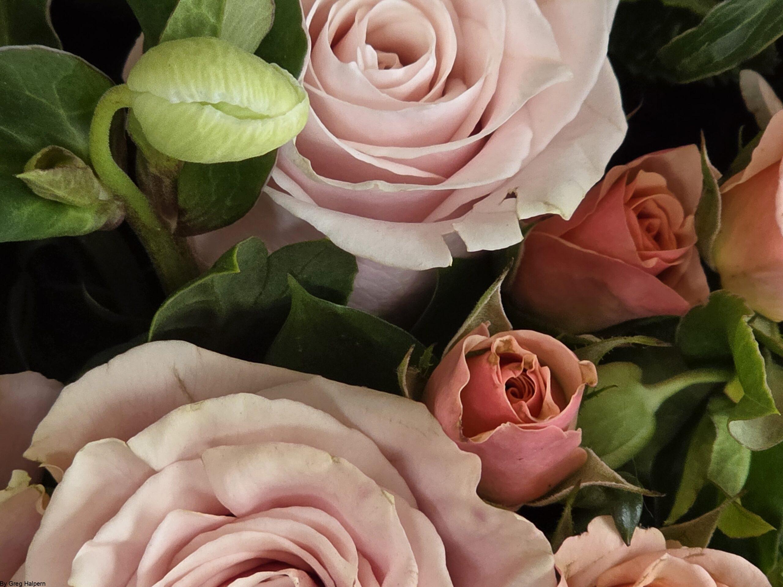 Close-up of a rose bouquet with light pink blooms over dark pink buds and green peony buds.