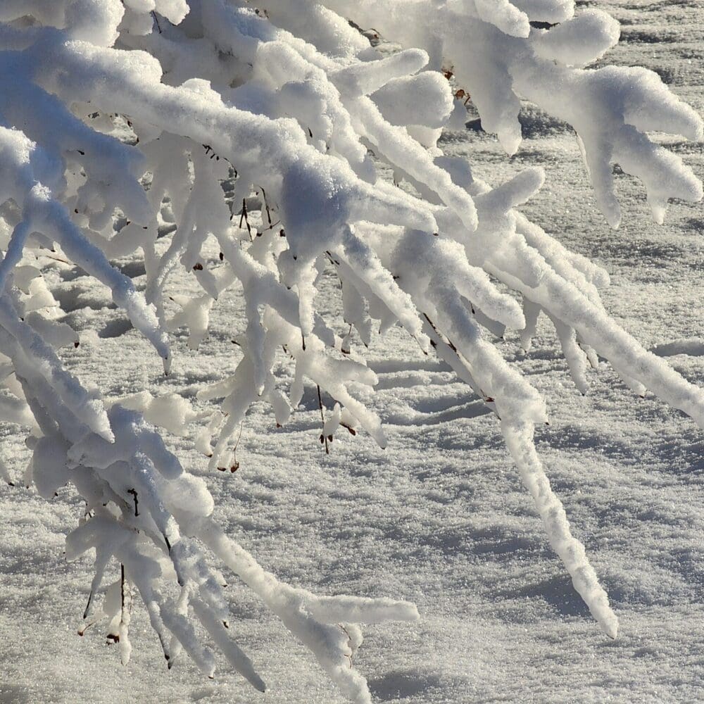 Snow-covered winter branches reaching diagonally from upper left to lower right, lit by morning sun.
