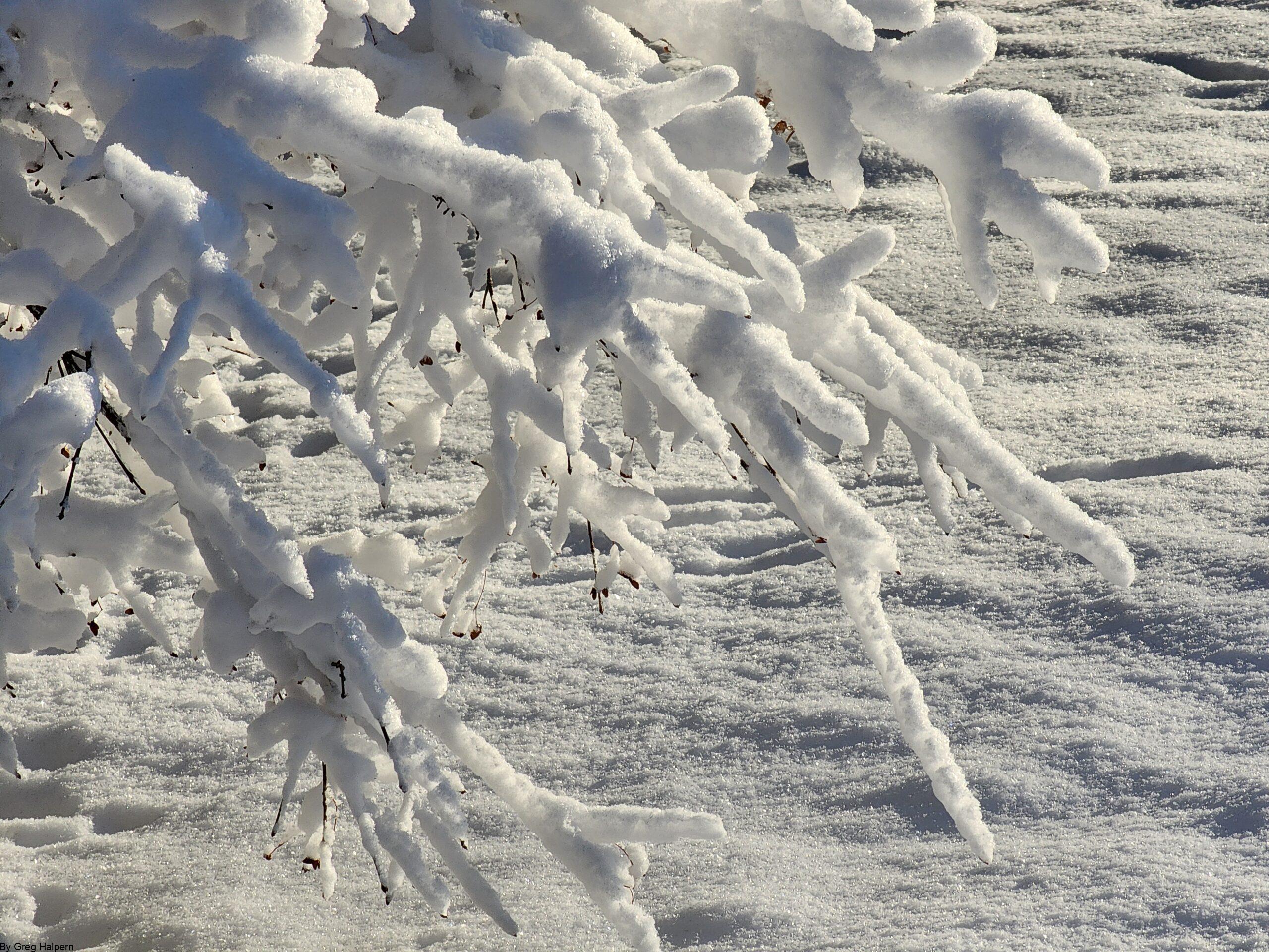Snow-covered winter branches reaching diagonally from upper left to lower right, lit by morning sun.