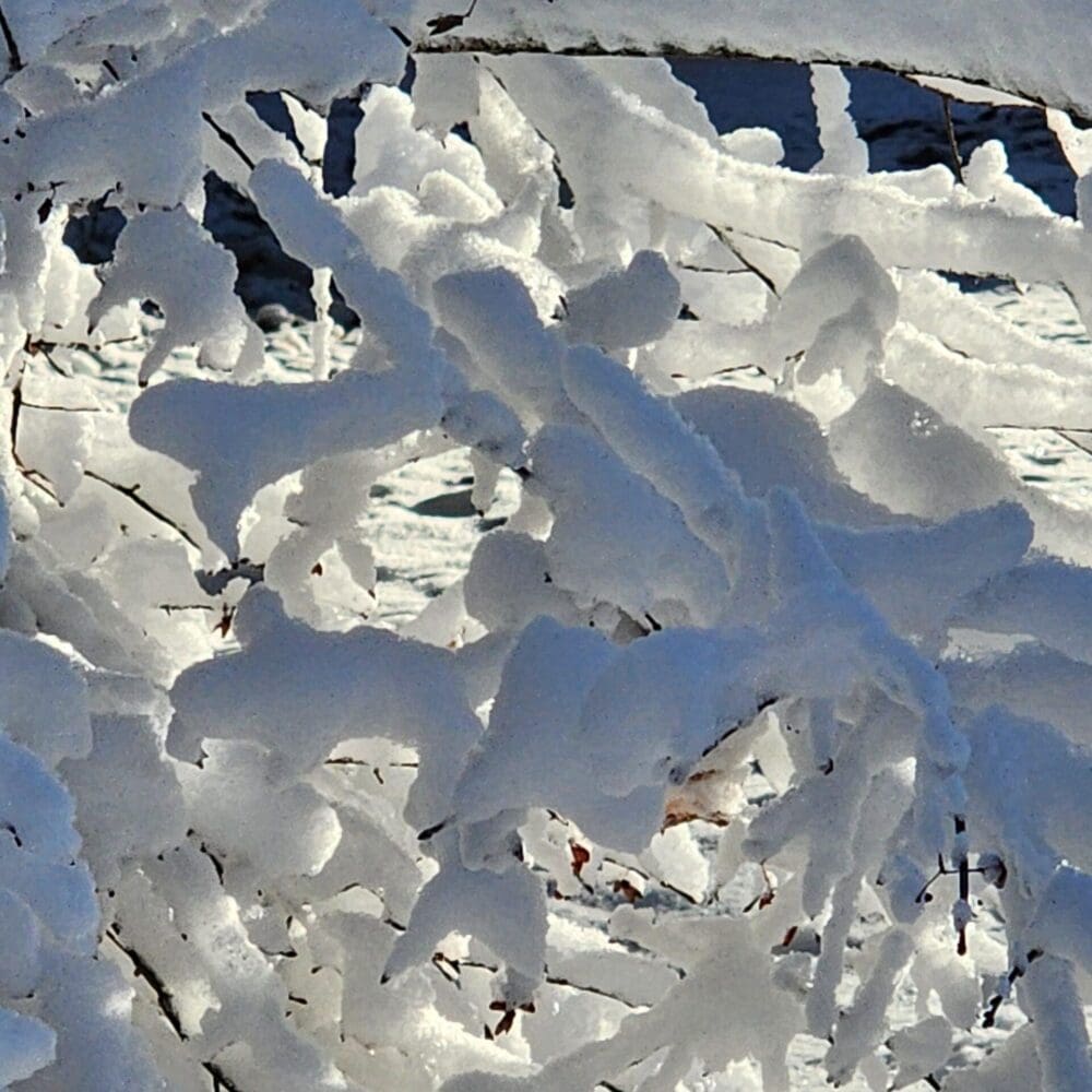 Snow-laden branches arching to form a tunnel, with morning sun glowing through the center.