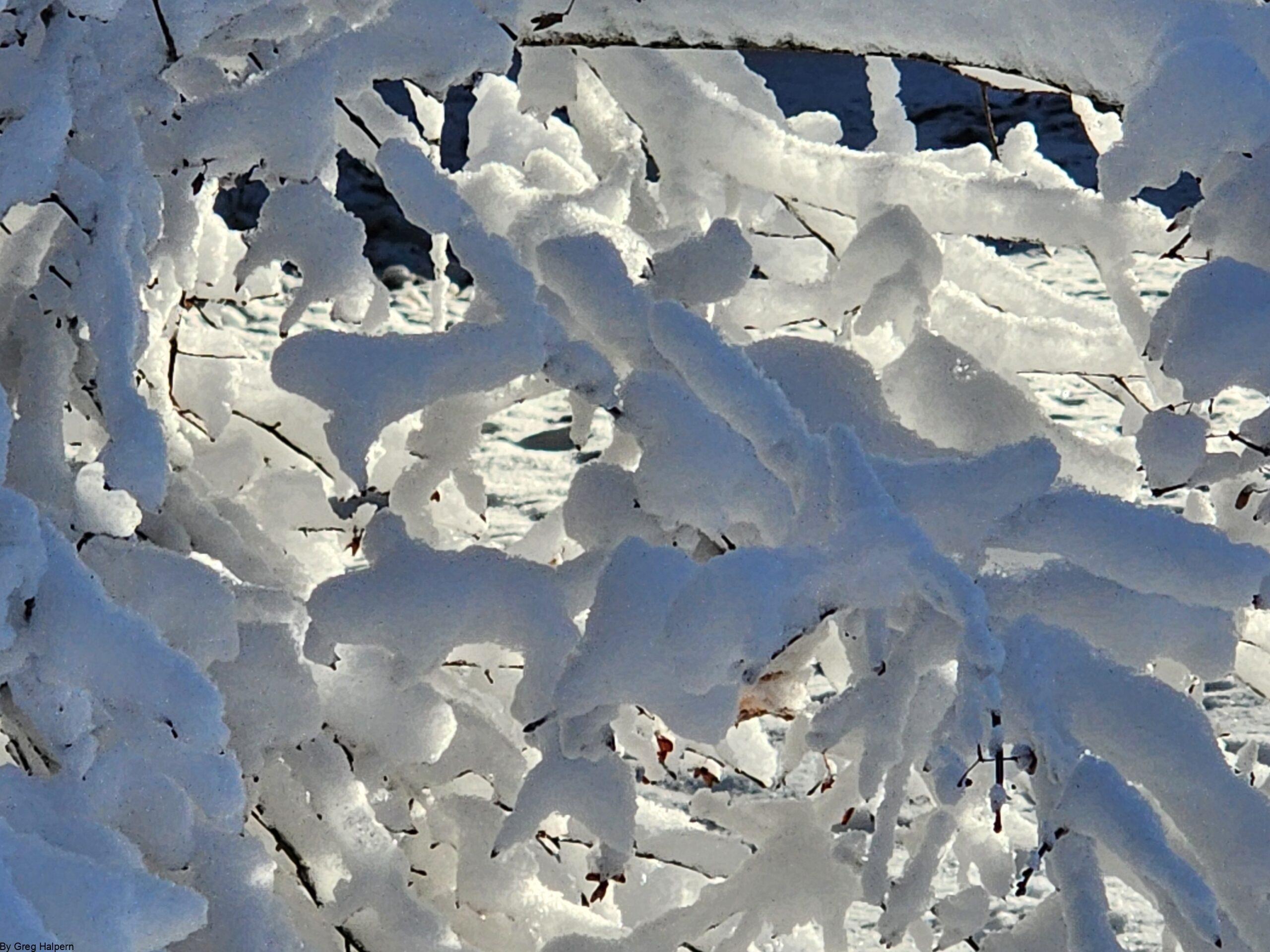 Snow-laden branches arching to form a tunnel, with morning sun glowing through the center.