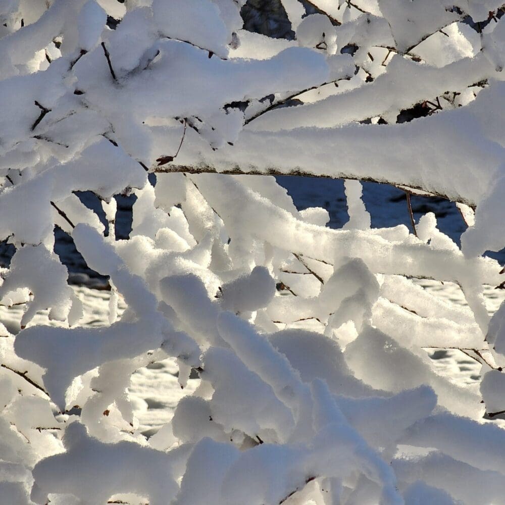 Snow-covered branches forming a tunnel with morning sunlight filtering through.