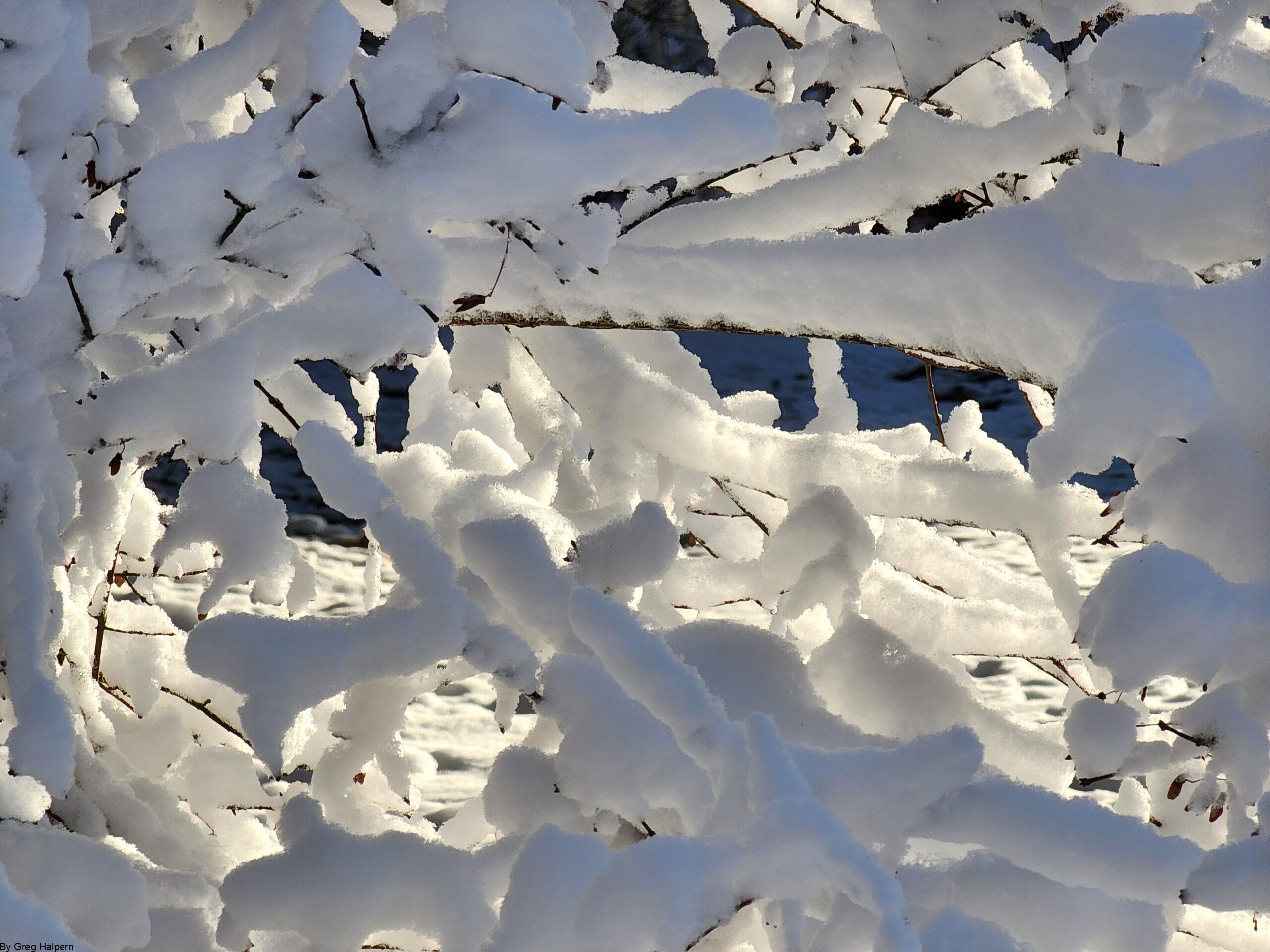Snow-covered branches forming a tunnel with morning sunlight filtering through.