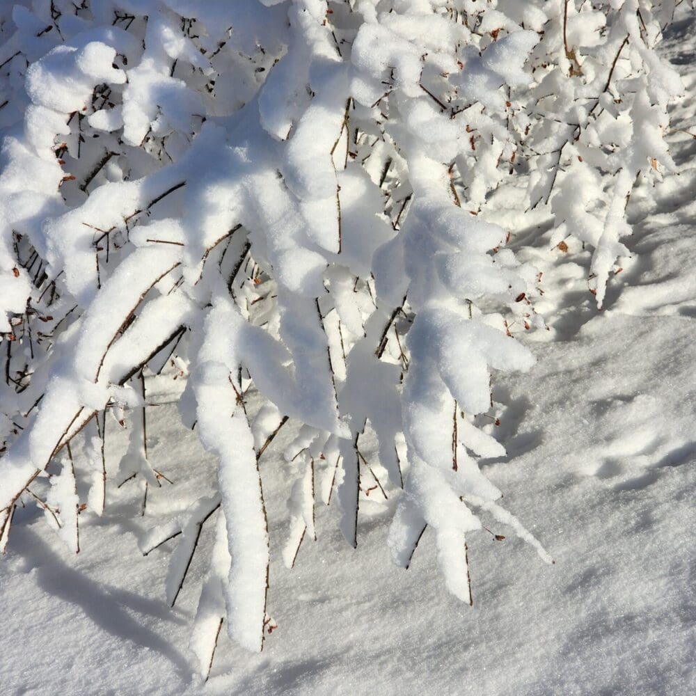 Snow-covered winter branches reaching outward, resembling fingers or blades pointing toward the viewer.