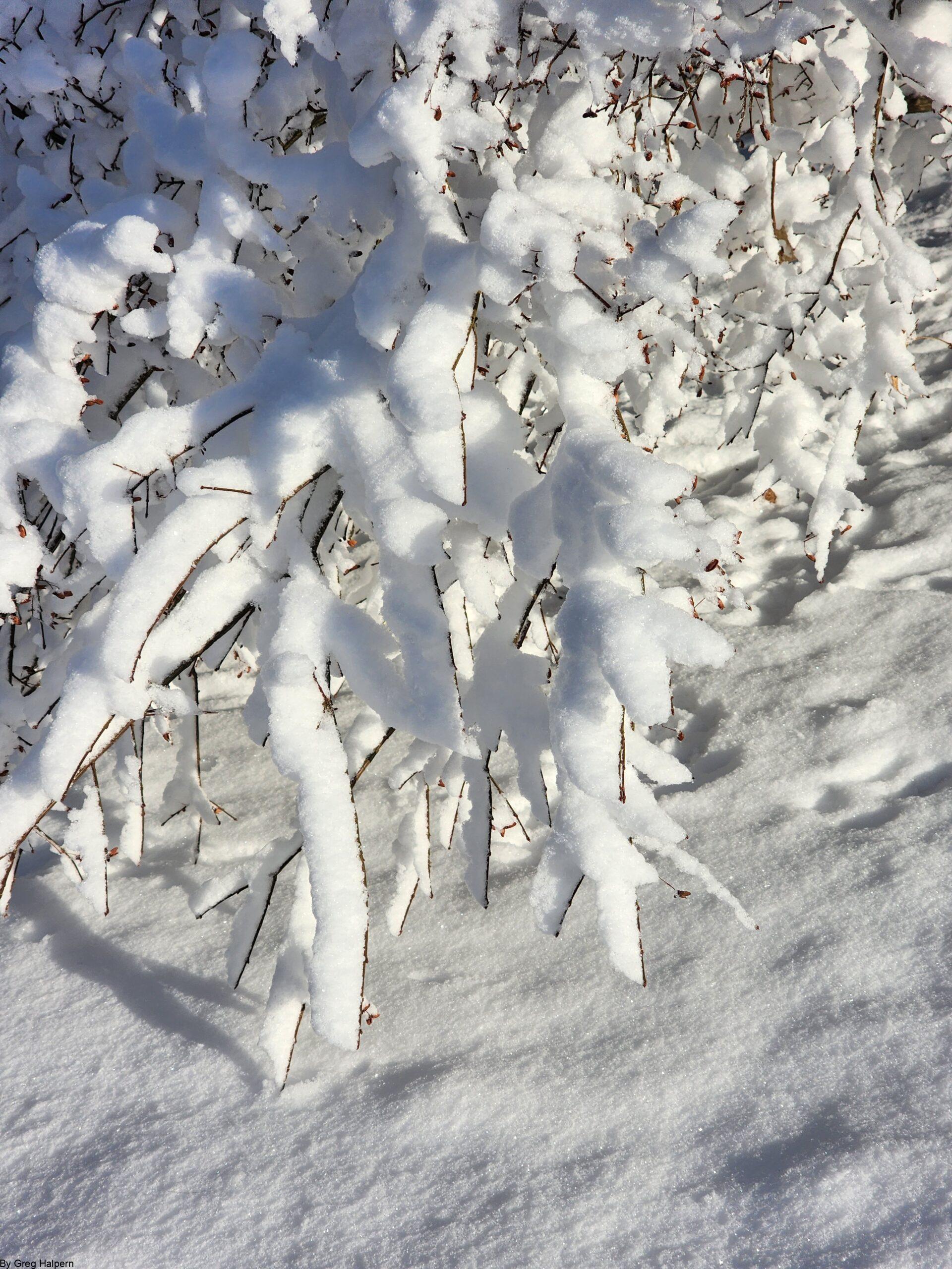 Snow-covered winter branches reaching outward, resembling fingers or blades pointing toward the viewer.