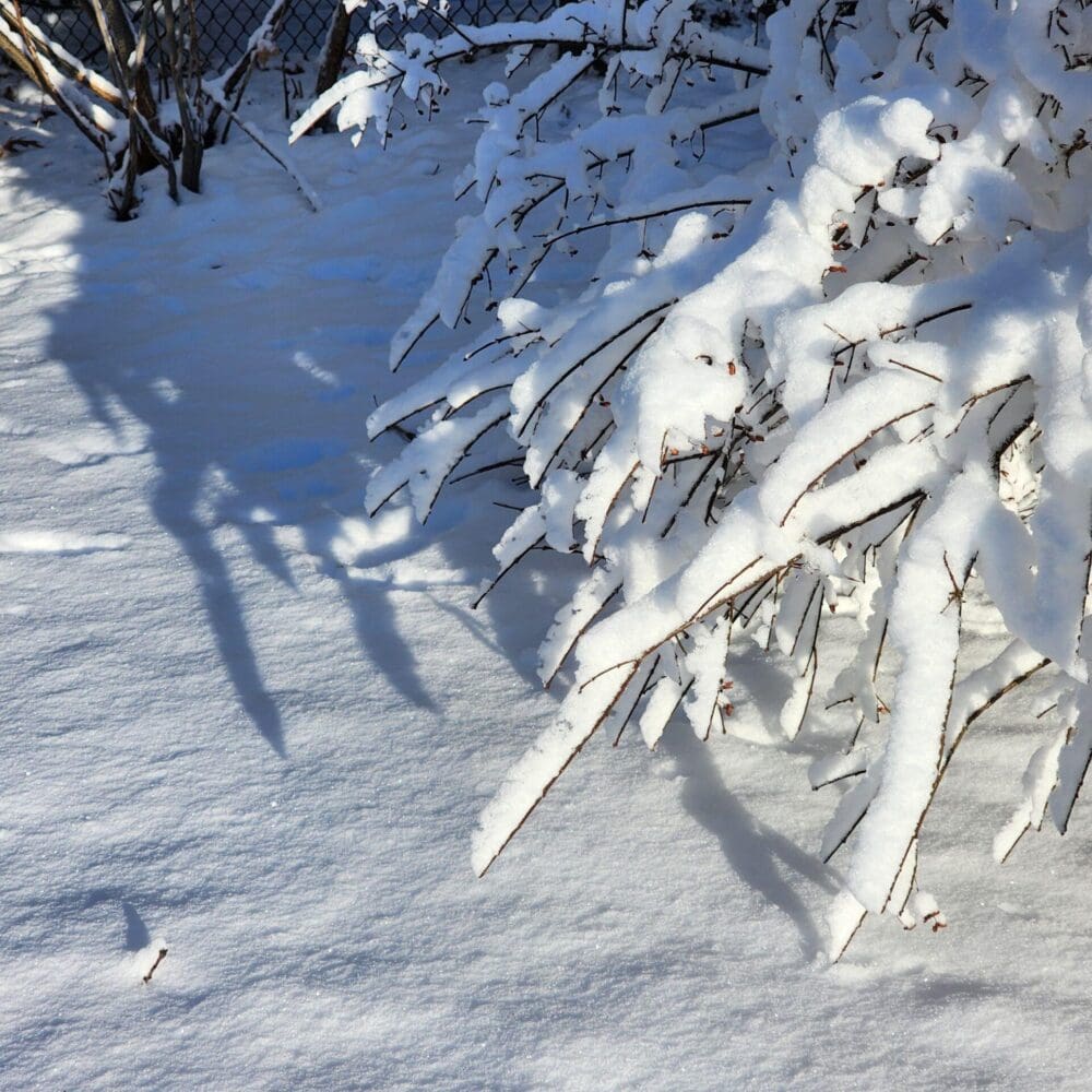 Diagonal Bush and Snow Contrast – Gregory Halpern