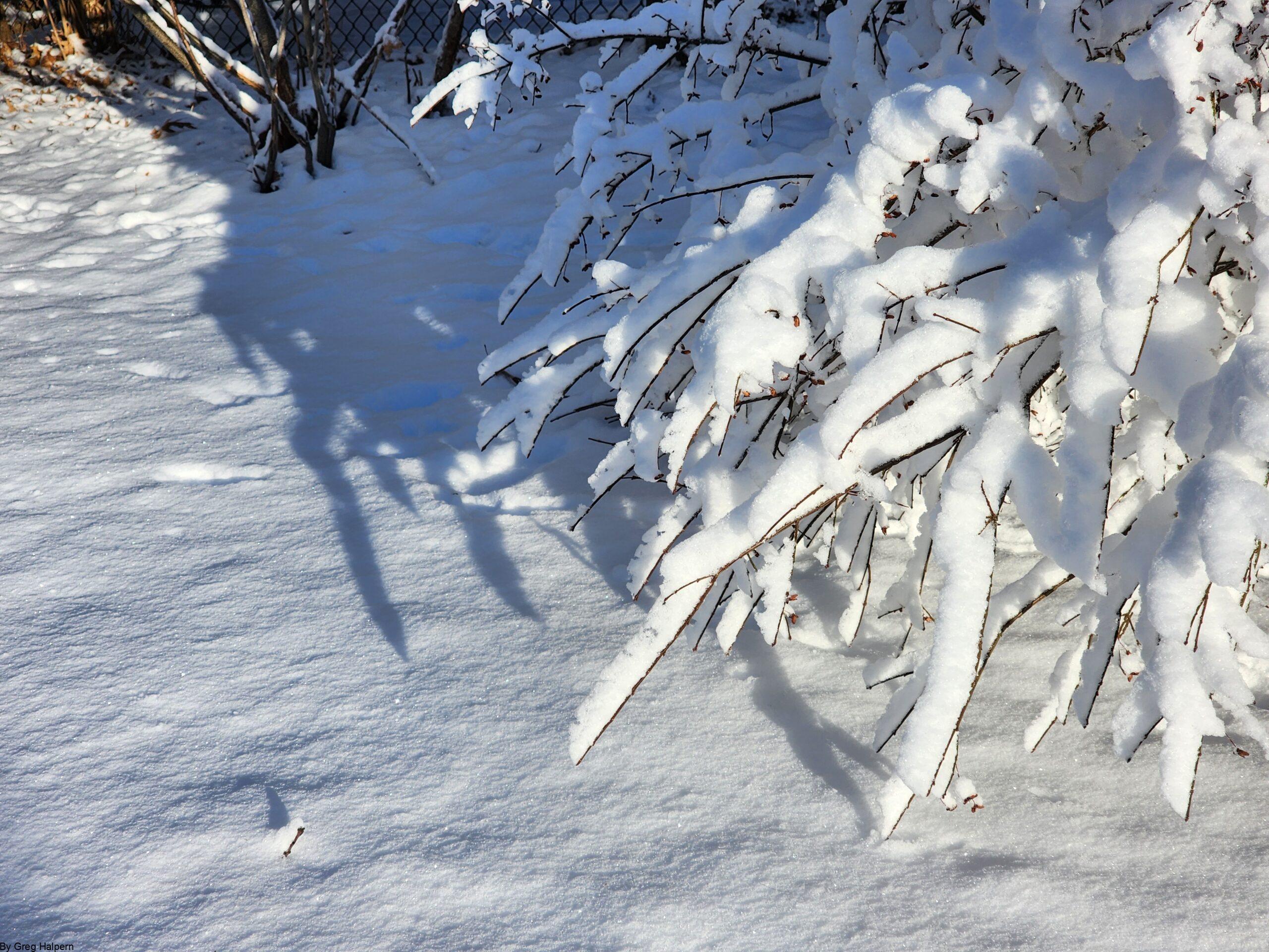 Diagonal Bush and Snow Contrast – Gregory Halpern