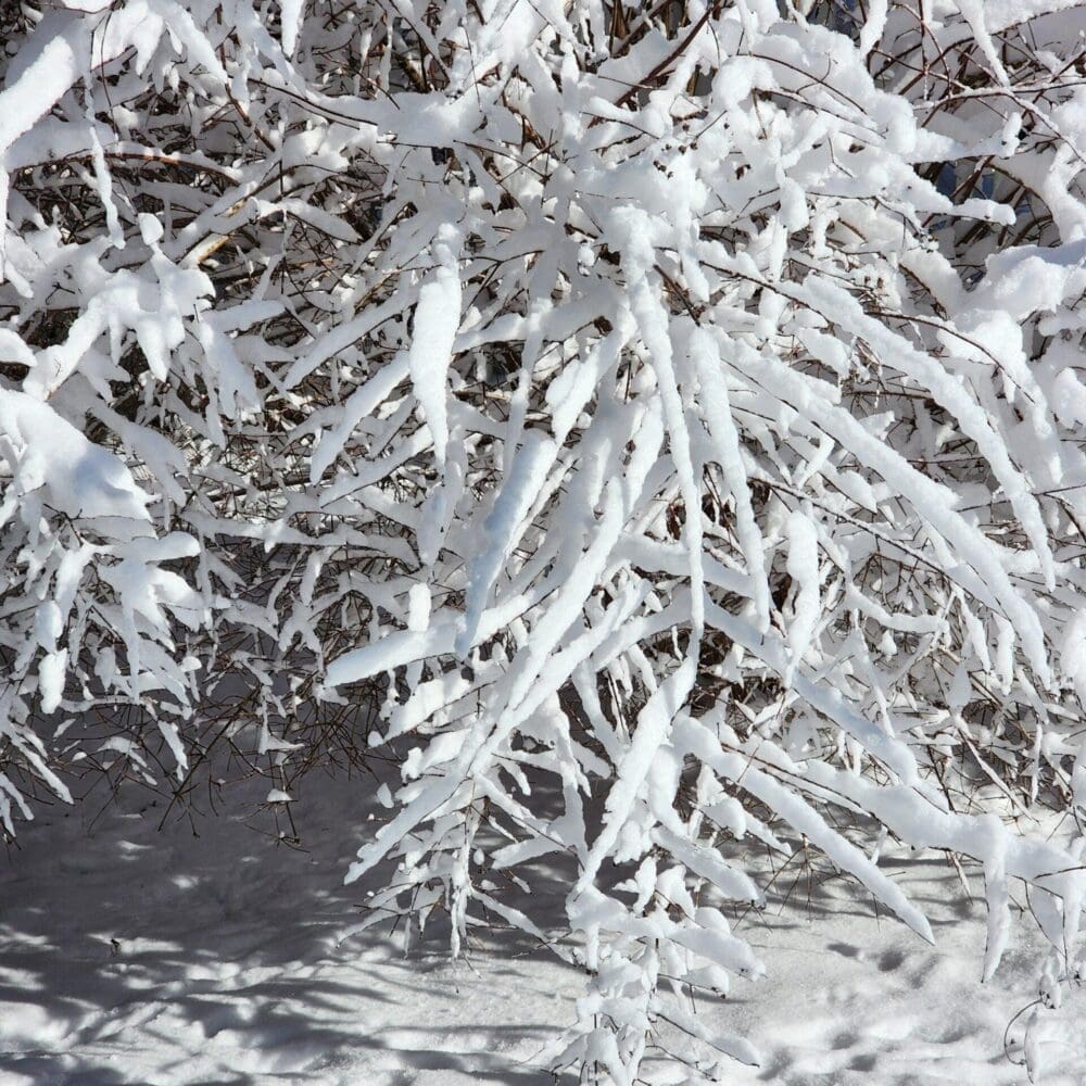 Defined winter branches lit by sunrise, reaching outward like fingers or scissor blades against a pale sky.