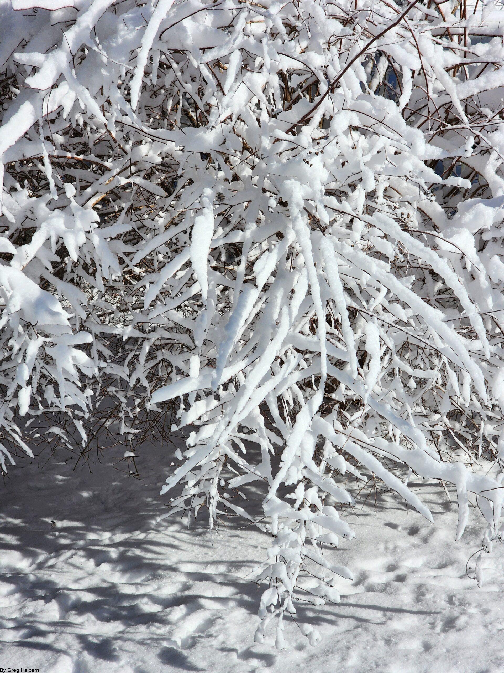Defined winter branches lit by sunrise, reaching outward like fingers or scissor blades against a pale sky.