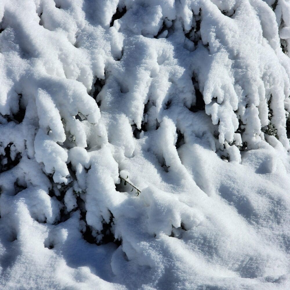 Icicle Wall Over Winter Bush – Gregory Halpern