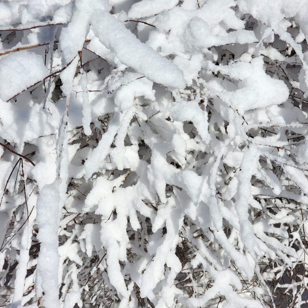 Thin, tangled winter bush branches covered in fresh snow, reaching outward under bright sunlight.