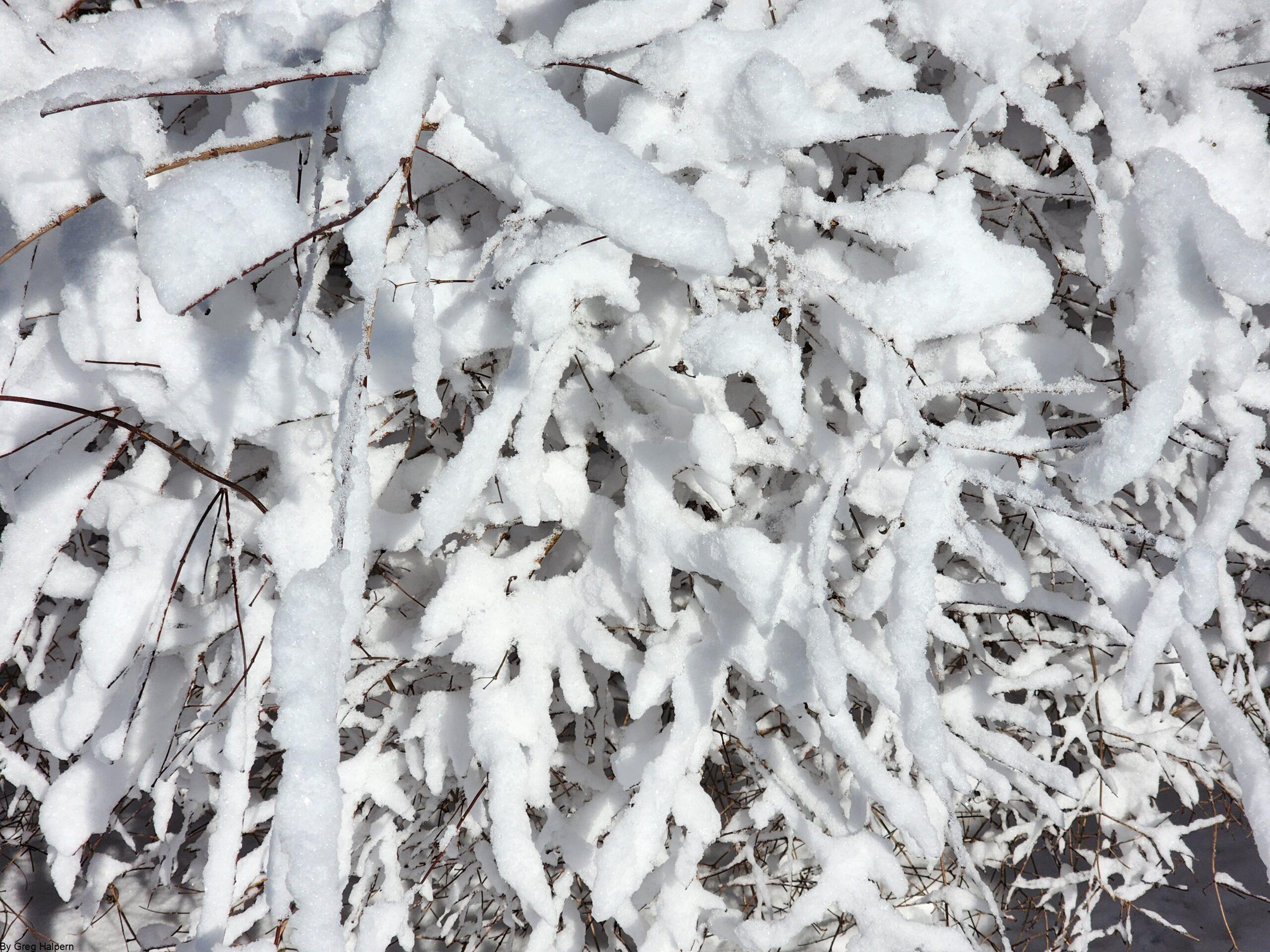 Thin, tangled winter bush branches covered in fresh snow, reaching outward under bright sunlight.