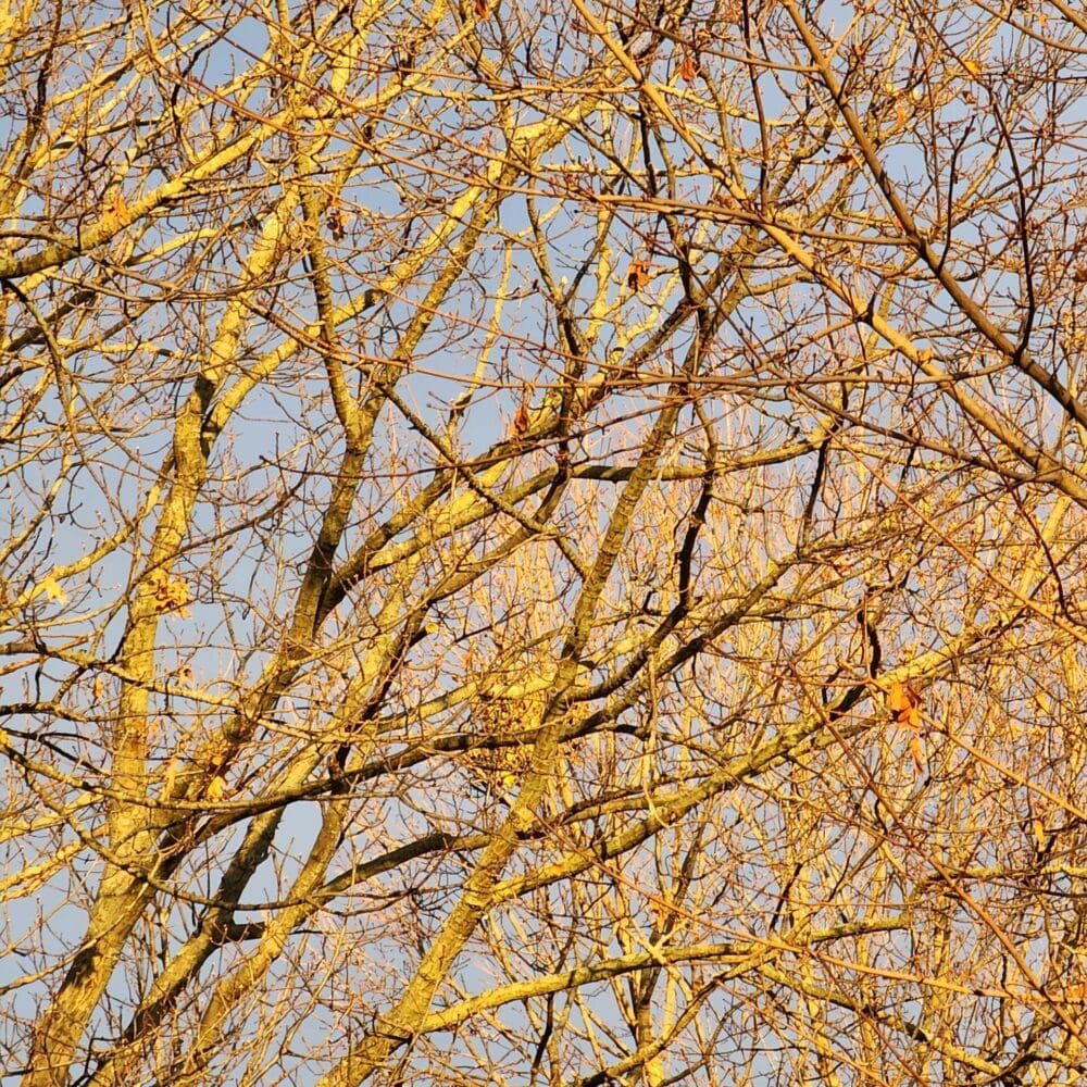 Dense winter branches lit by sunrise, forming a tangled network against a pale blue sky.