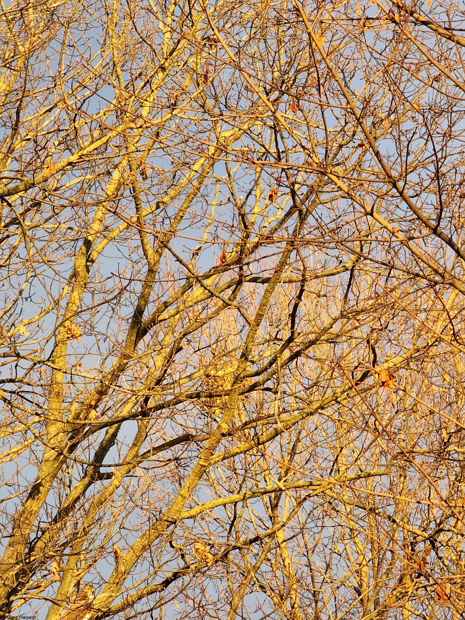 Dense winter branches lit by sunrise, forming a tangled network against a pale blue sky.