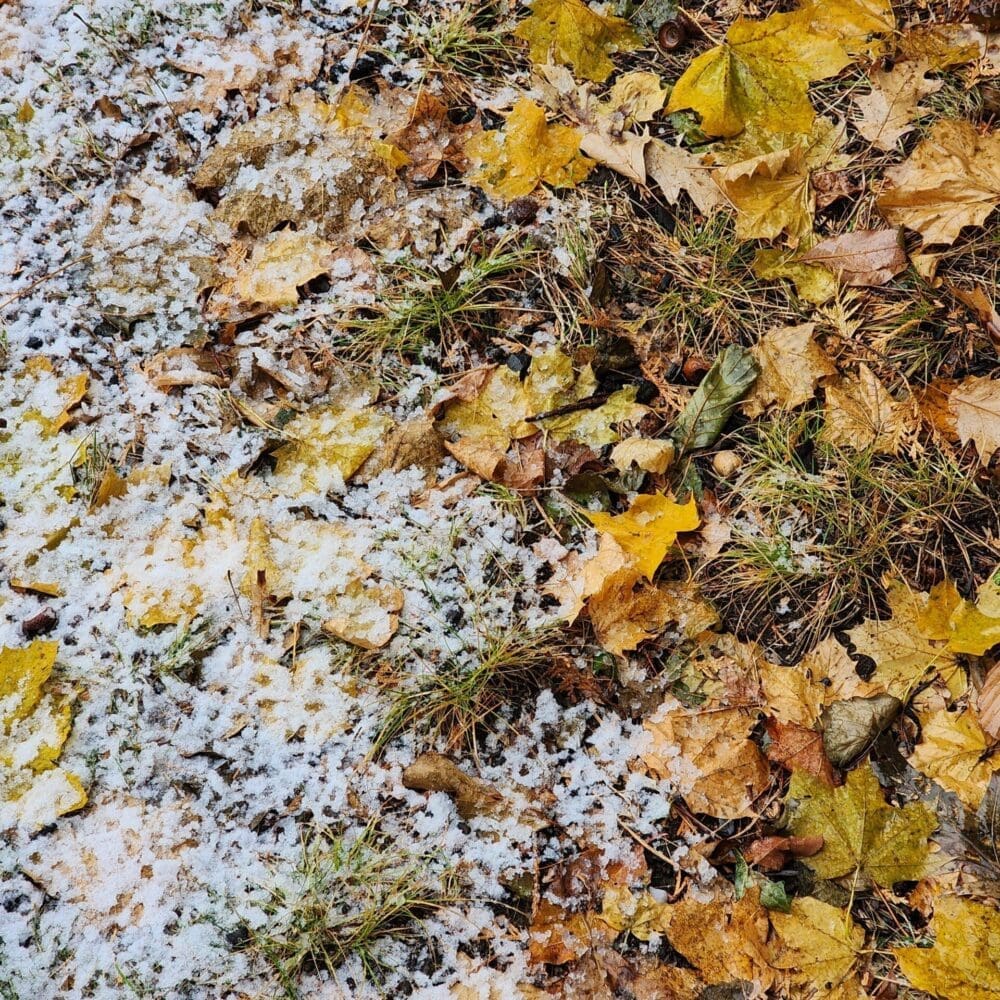 Autumn leaves of maple and oak partially covered by a light wash of snow, resembling a coastal tide.