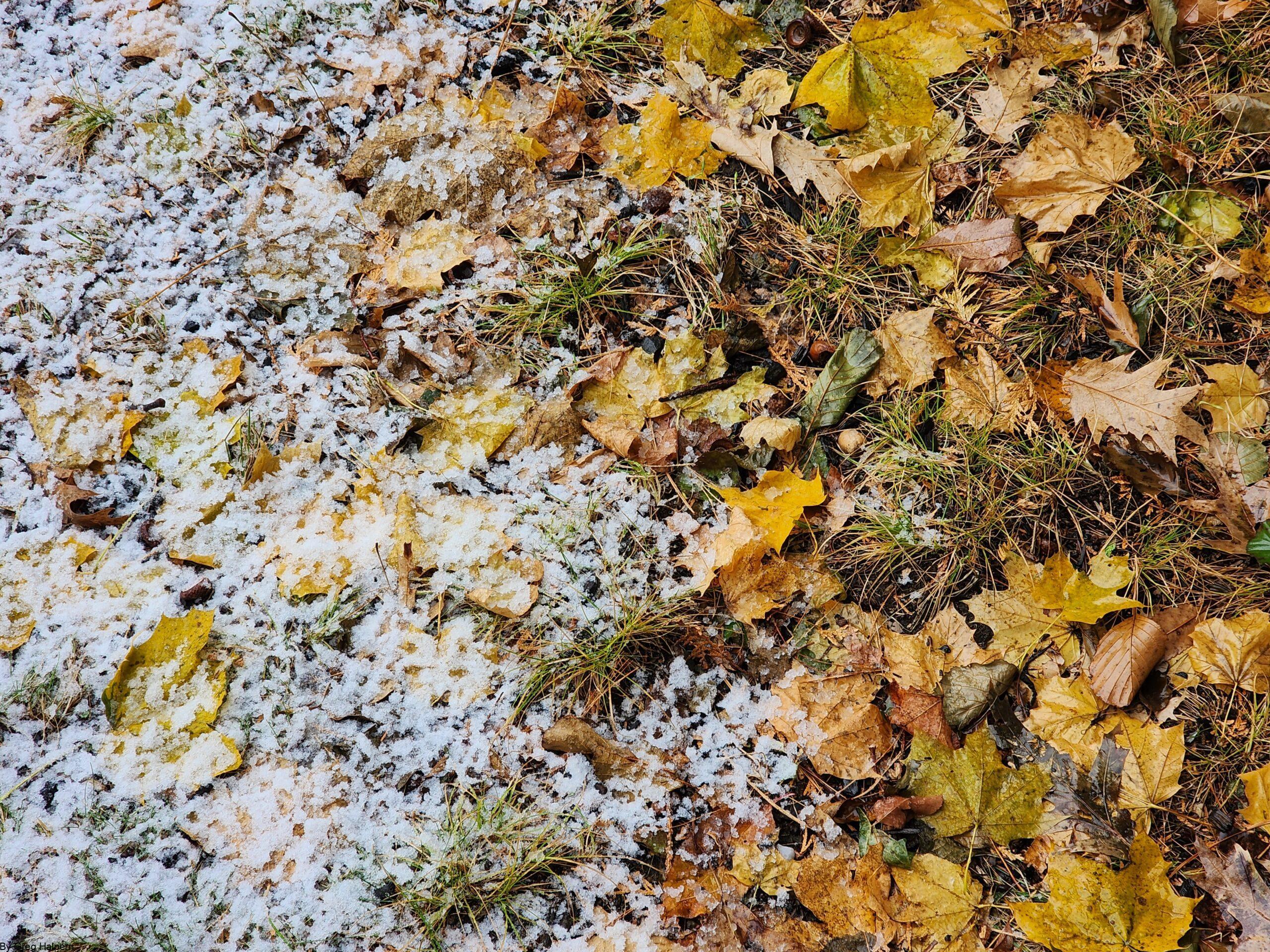 Autumn leaves of maple and oak partially covered by a light wash of snow, resembling a coastal tide.