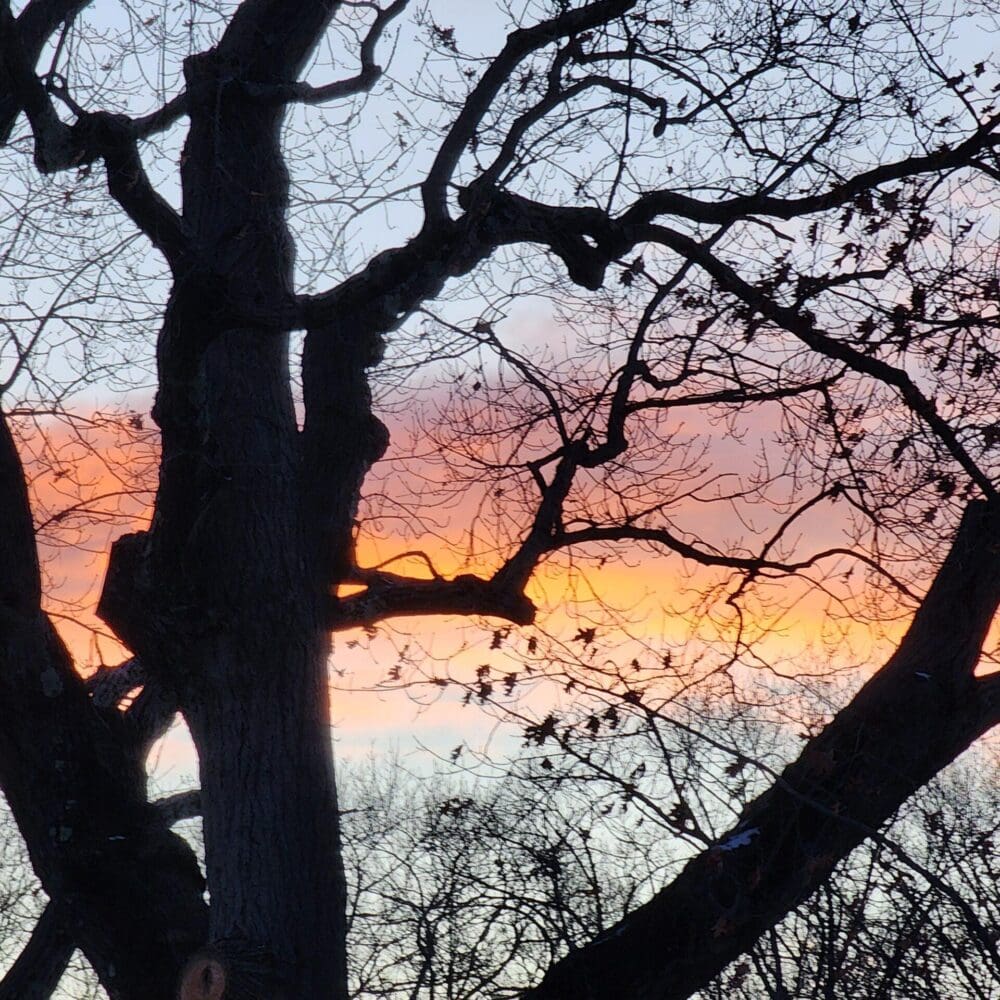 Craggy tree branches silhouetted against a layered sunset sky of pale blue, tangerine, pink, and orange.