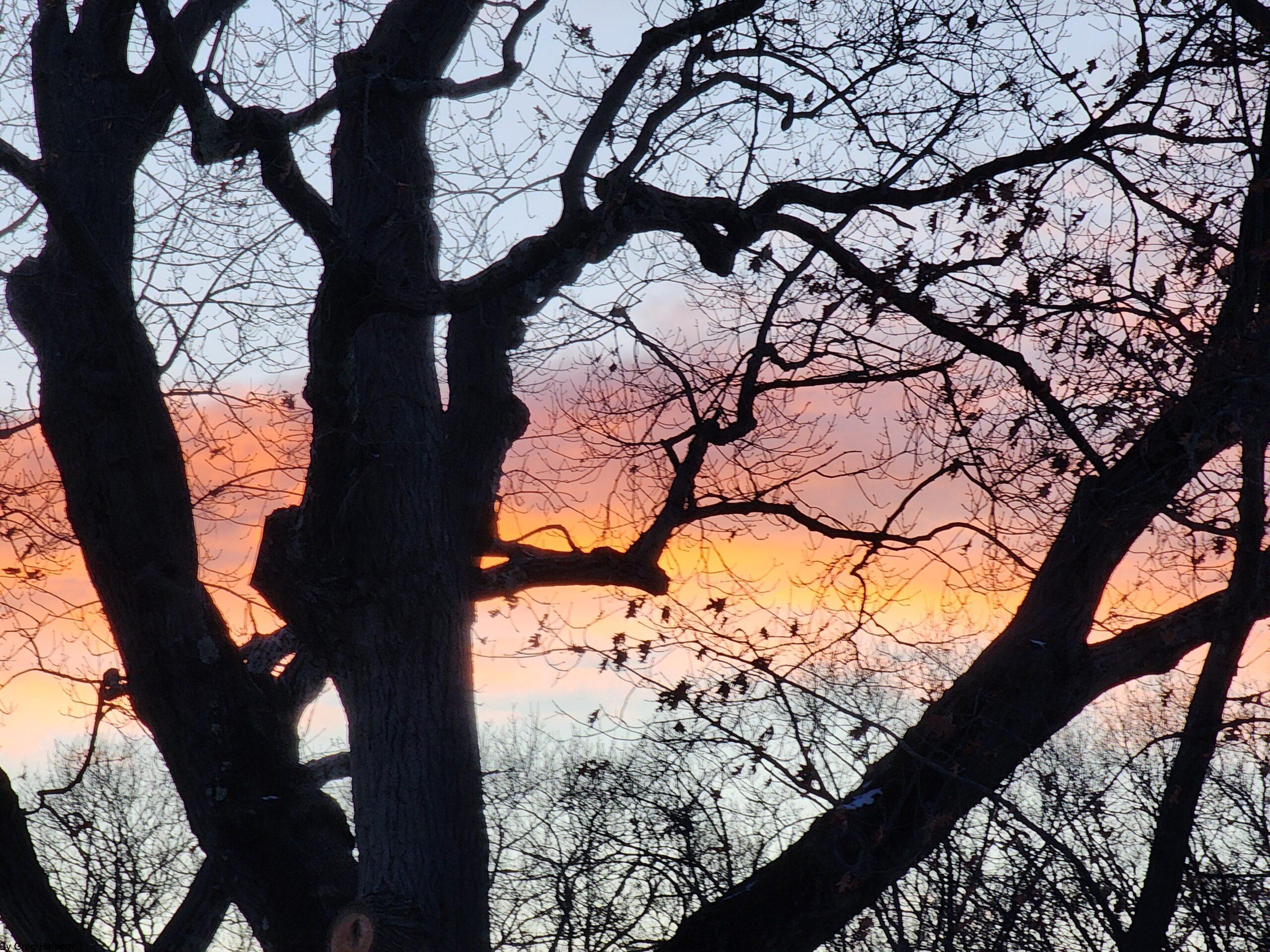 Craggy tree branches silhouetted against a layered sunset sky of pale blue, tangerine, pink, and orange.
