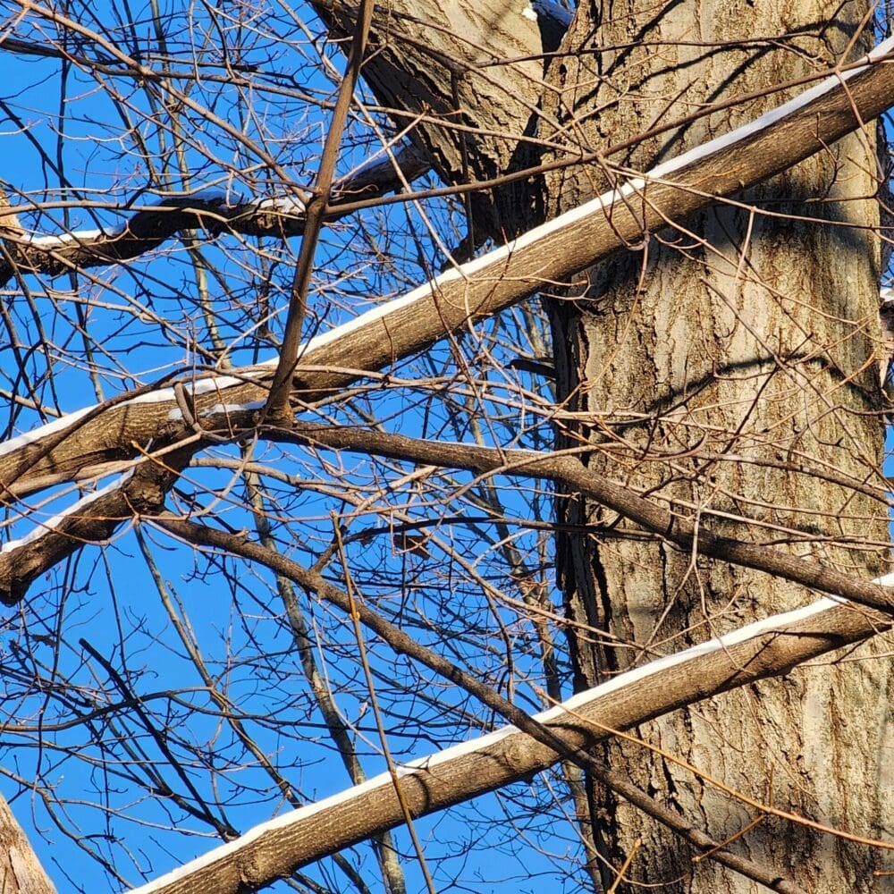 Sunrise on maple tree with snow-striped branches and visible trunk against deep blue sky.
