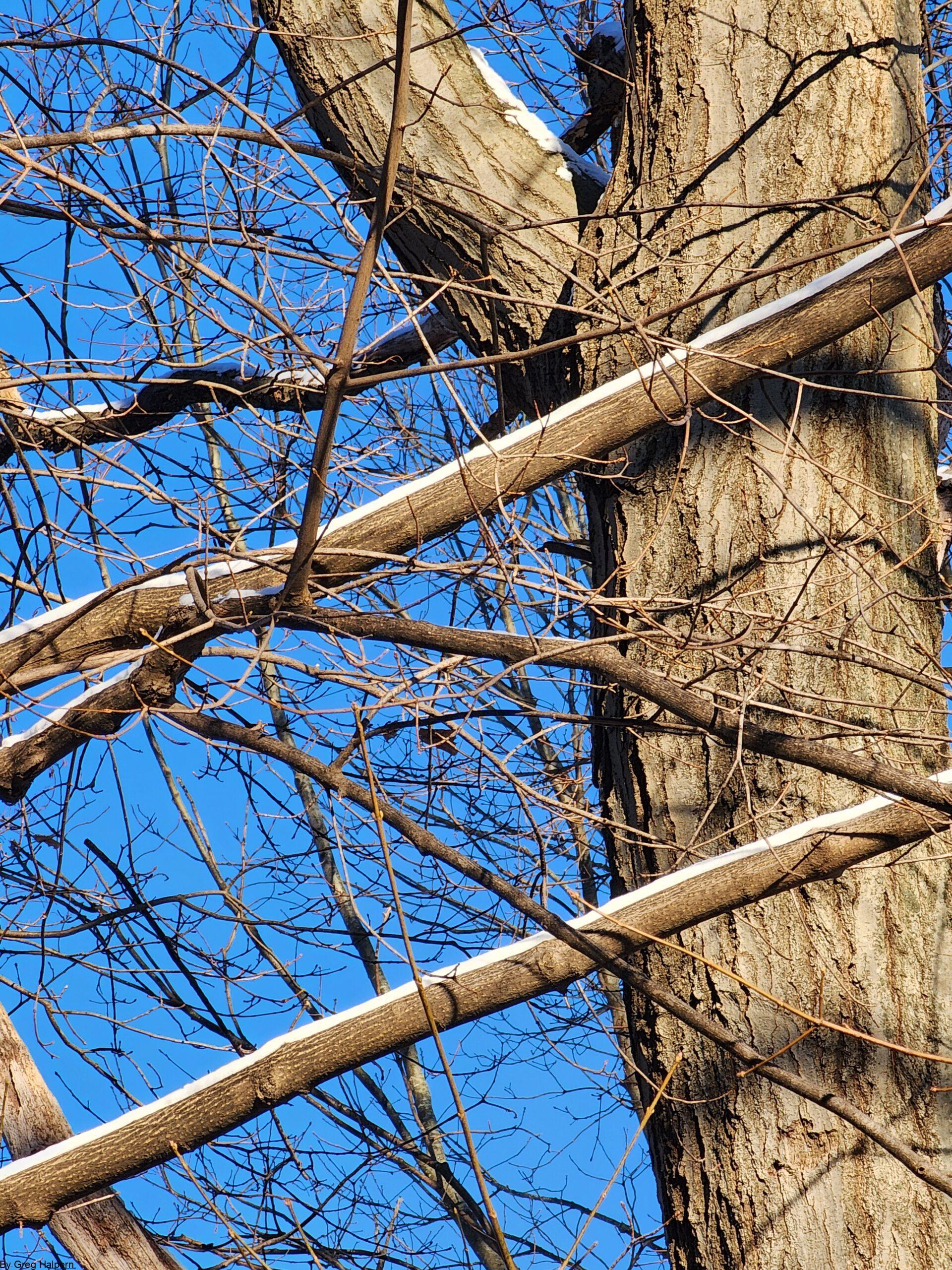 Sunrise on maple tree with snow-striped branches and visible trunk against deep blue sky.